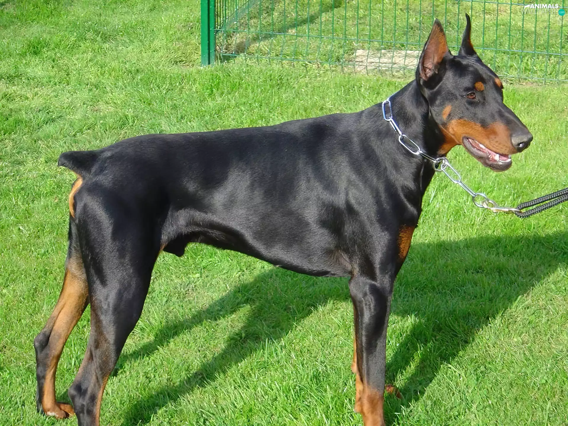 Doberman, dog-collar, Leash, grass
