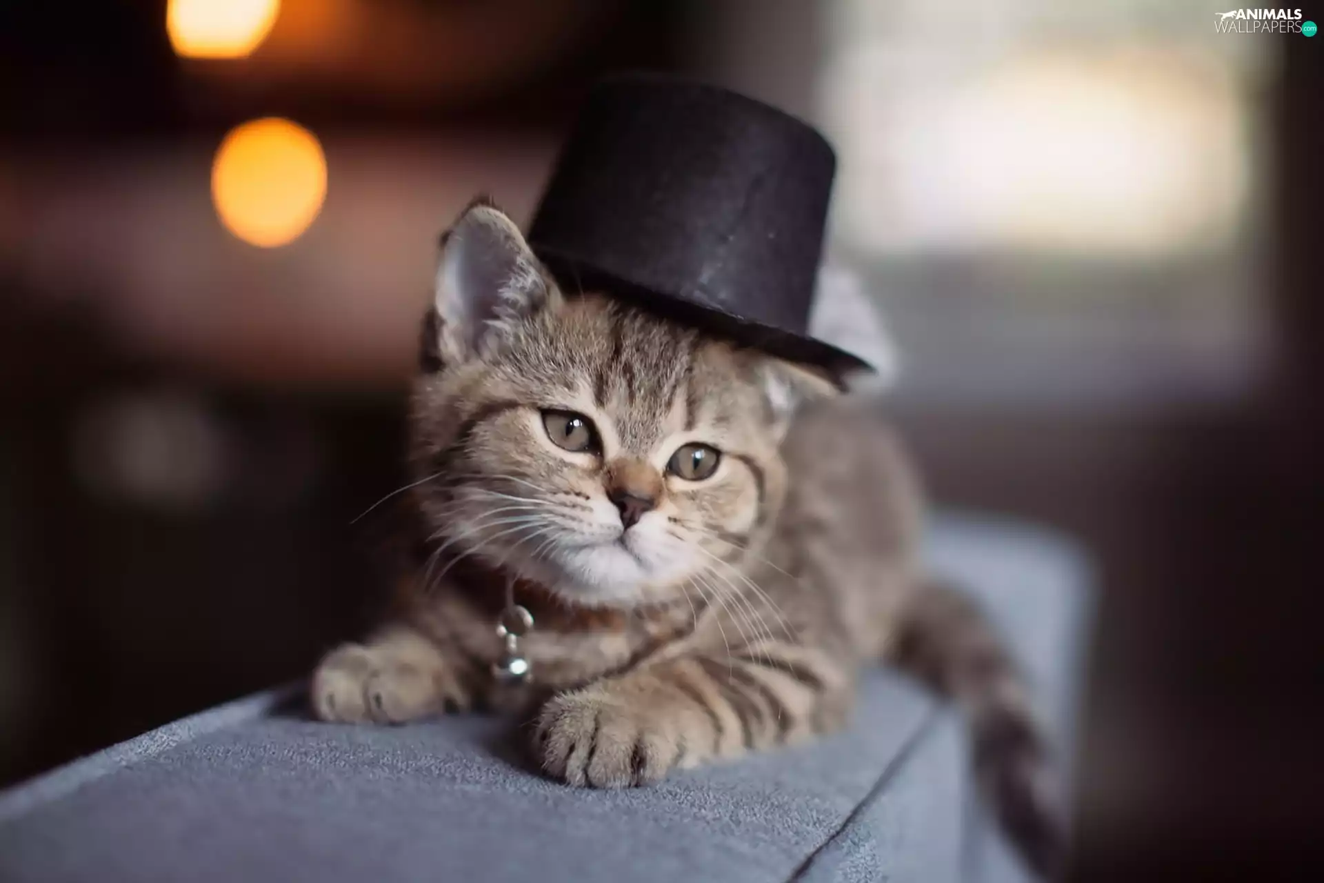small, dog-collar, hat, kitten