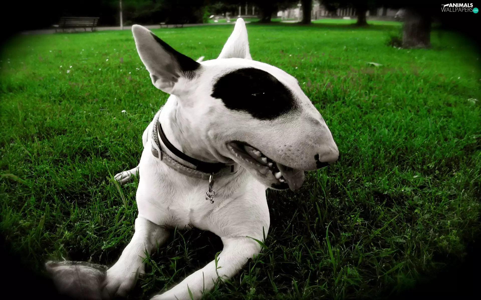 Bulterier, dog-collar, grass, patch