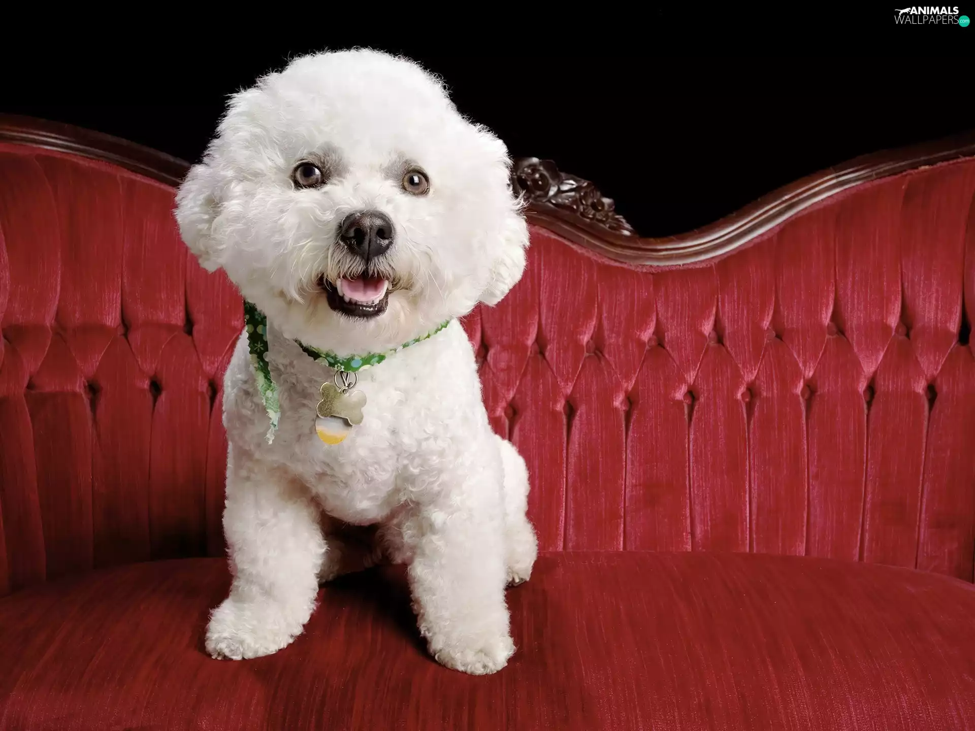 White, dog-collar, sofa, poodle