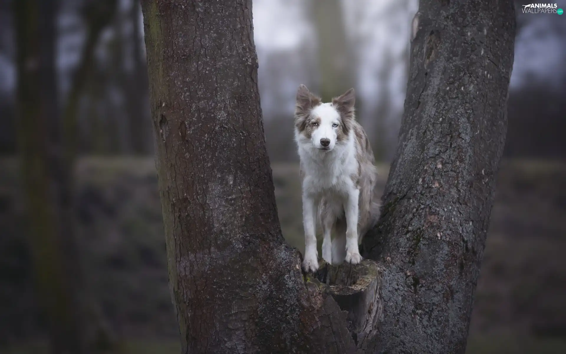 Border Collie, trees, dog