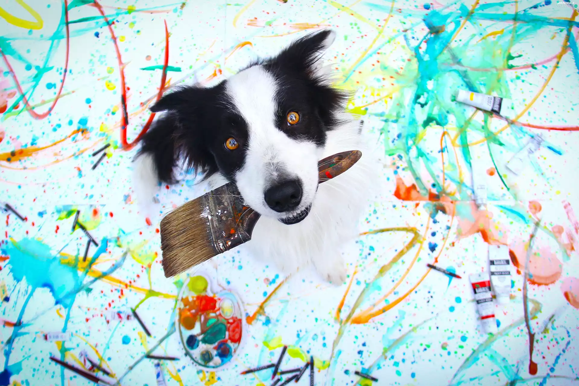 dog, Border Collie