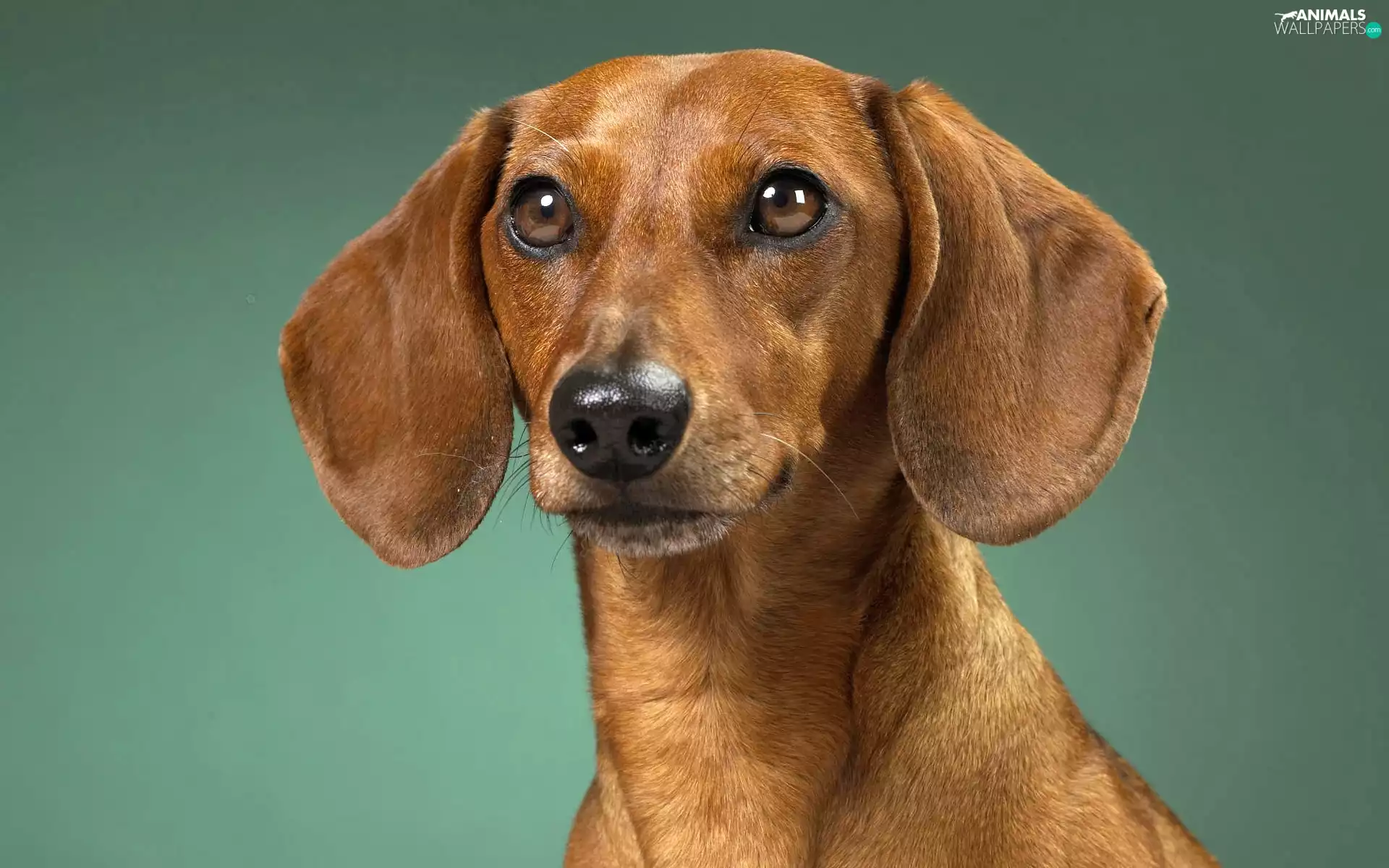 dog, dachshund