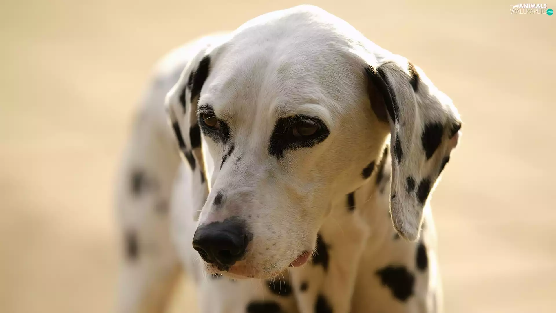 dog, Dalmatian