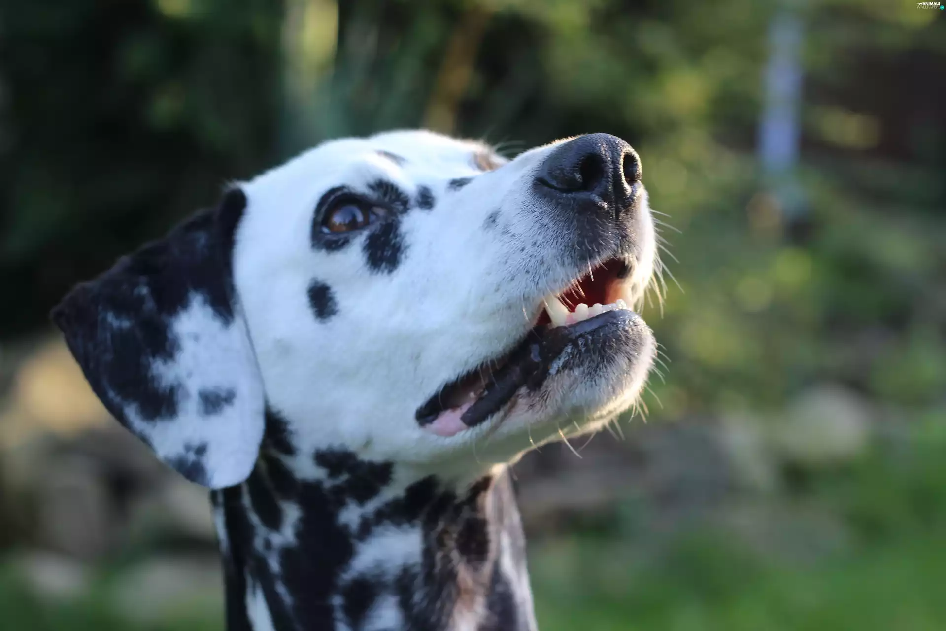 dog, Dalmatian