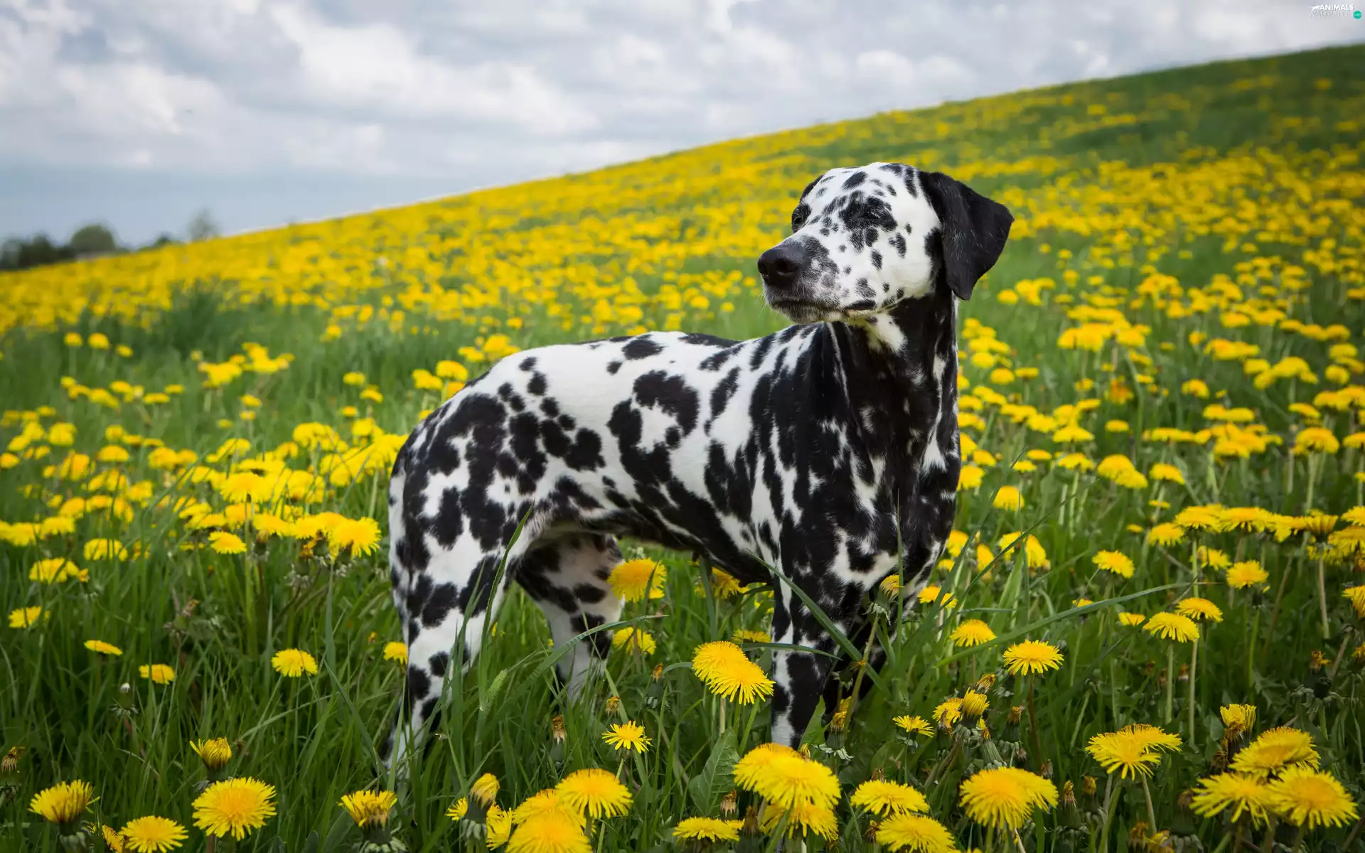 Dalmatian, dandelions, Flowers, dog