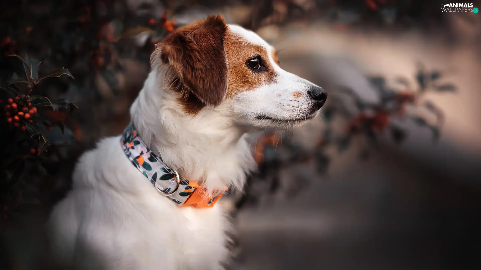 Red-white, Coloured, dog-collar, dog