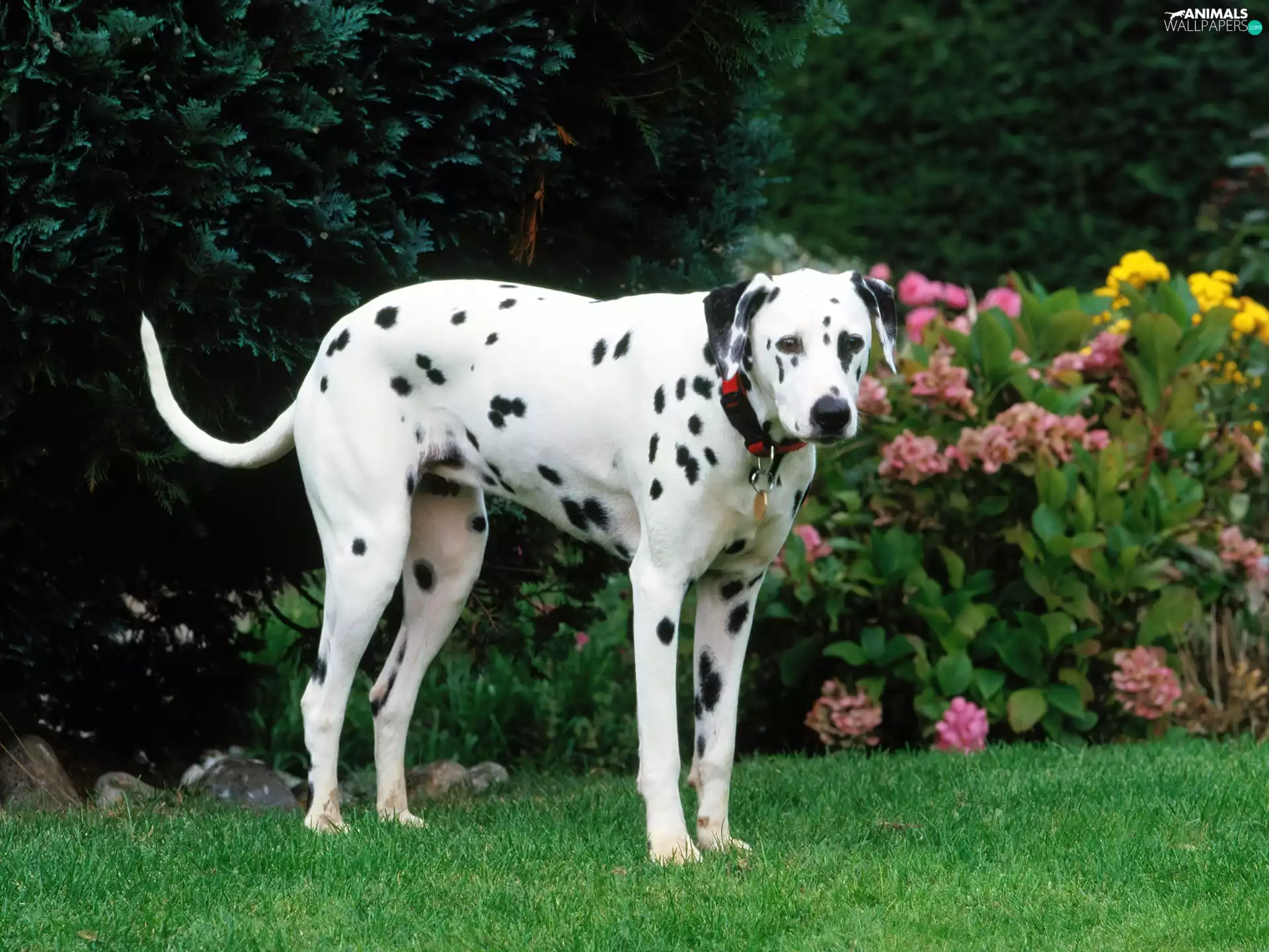 Garden, sapling, Dalmatian, dog-collar, dog