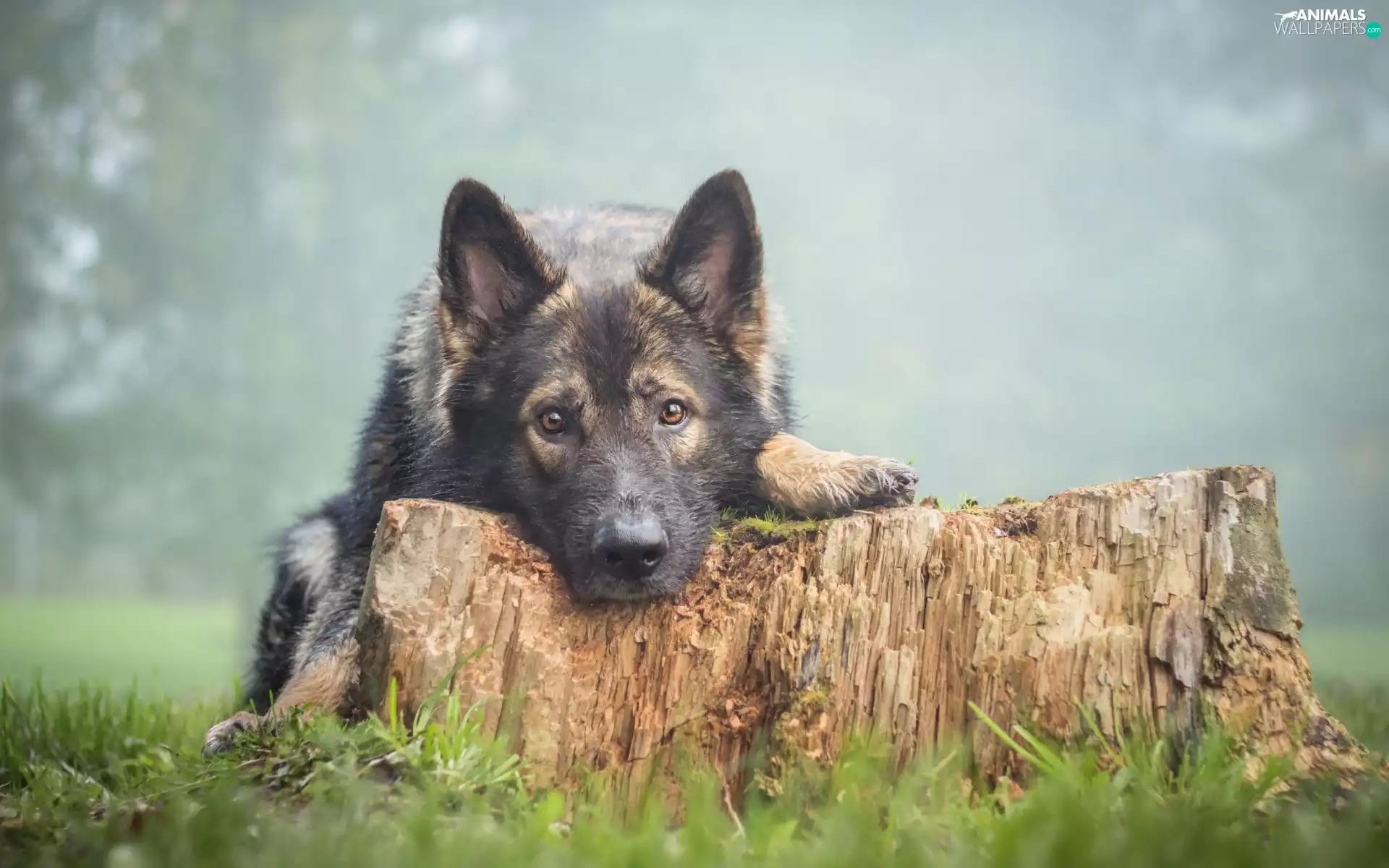 trees, viewes, sheep-dog, trunk, dog