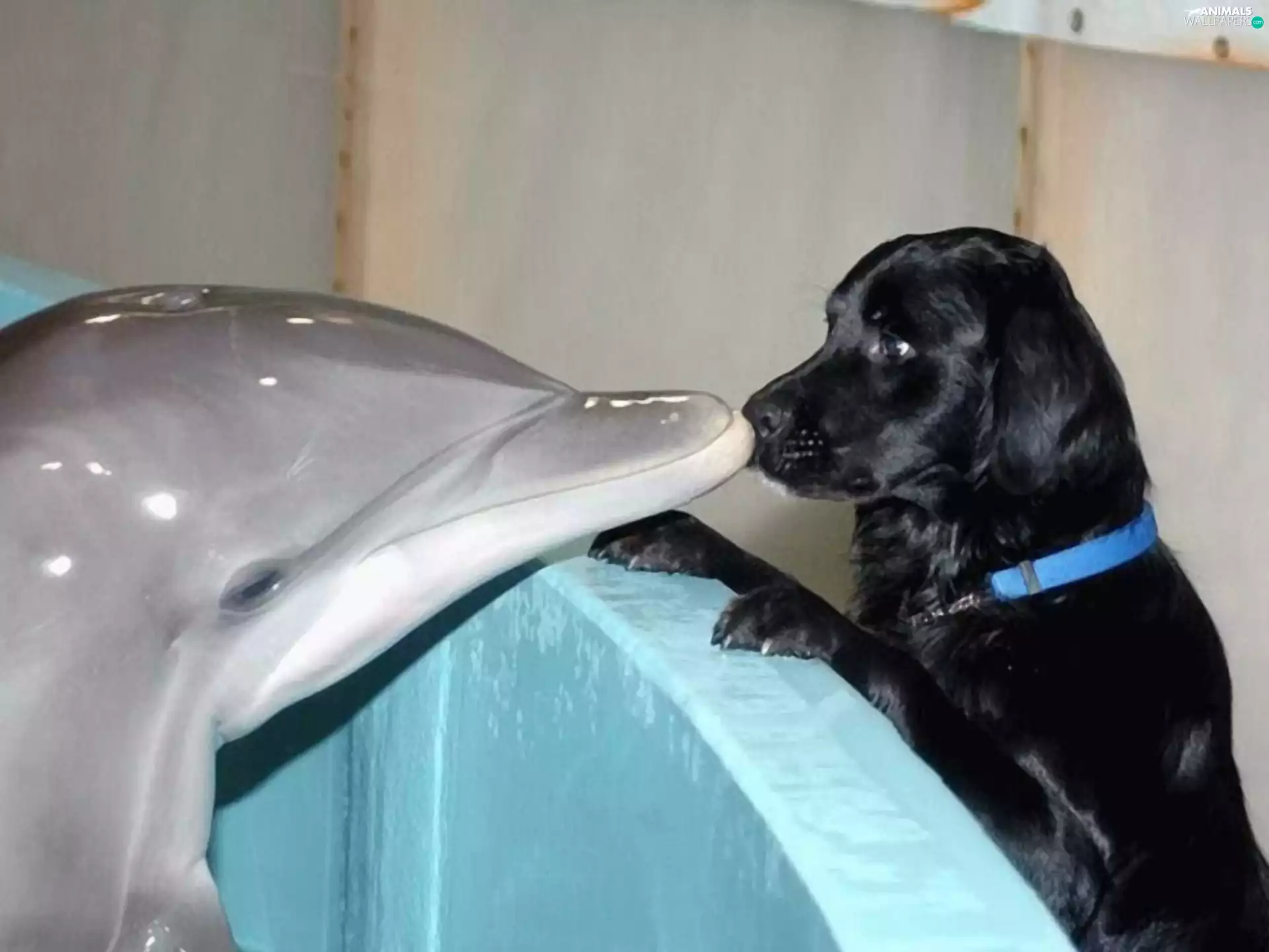 dolphin, Pool, kiss, dog