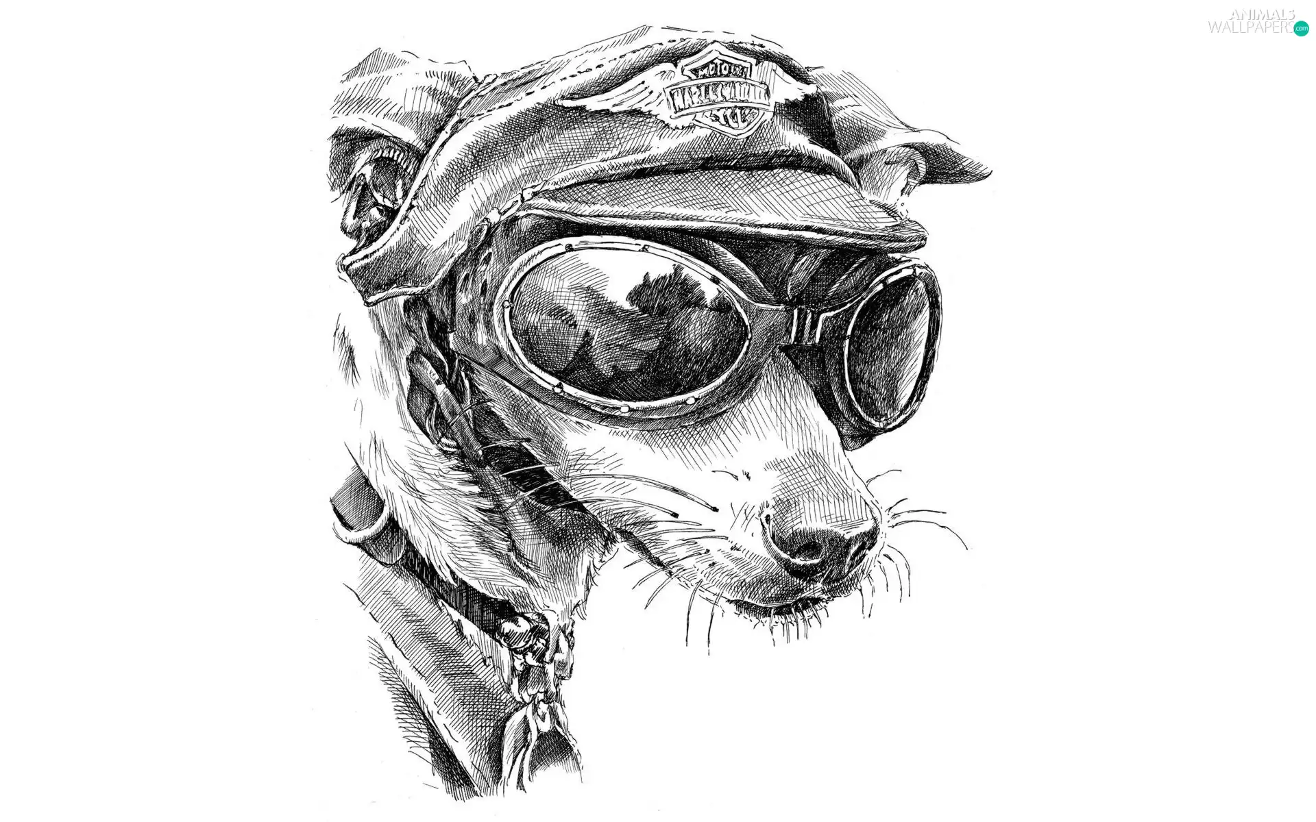 Draft, Hat, Glasses, dog