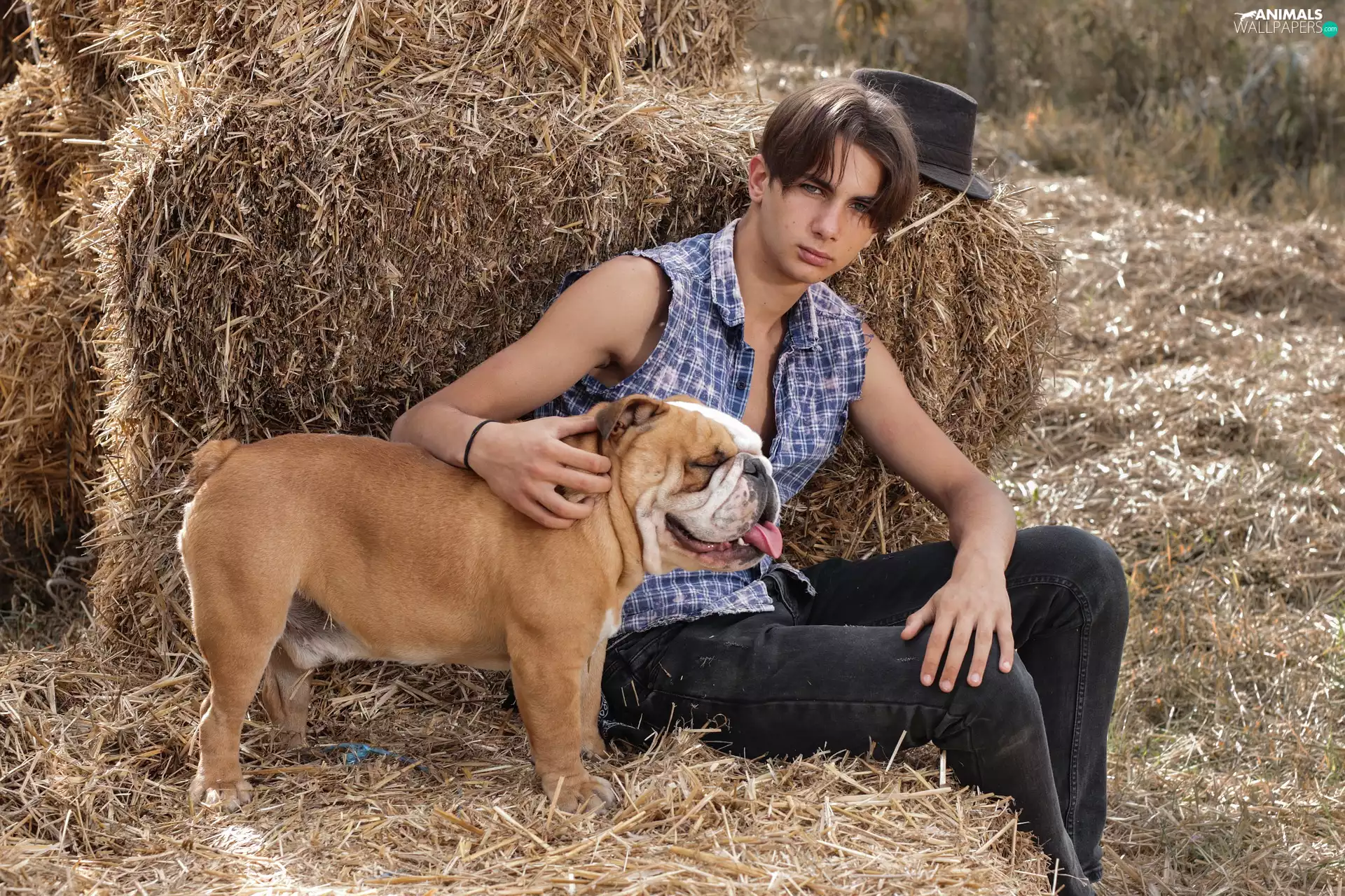 dog, boy, Hay, Meadow, a man, English Bulldog, Hat