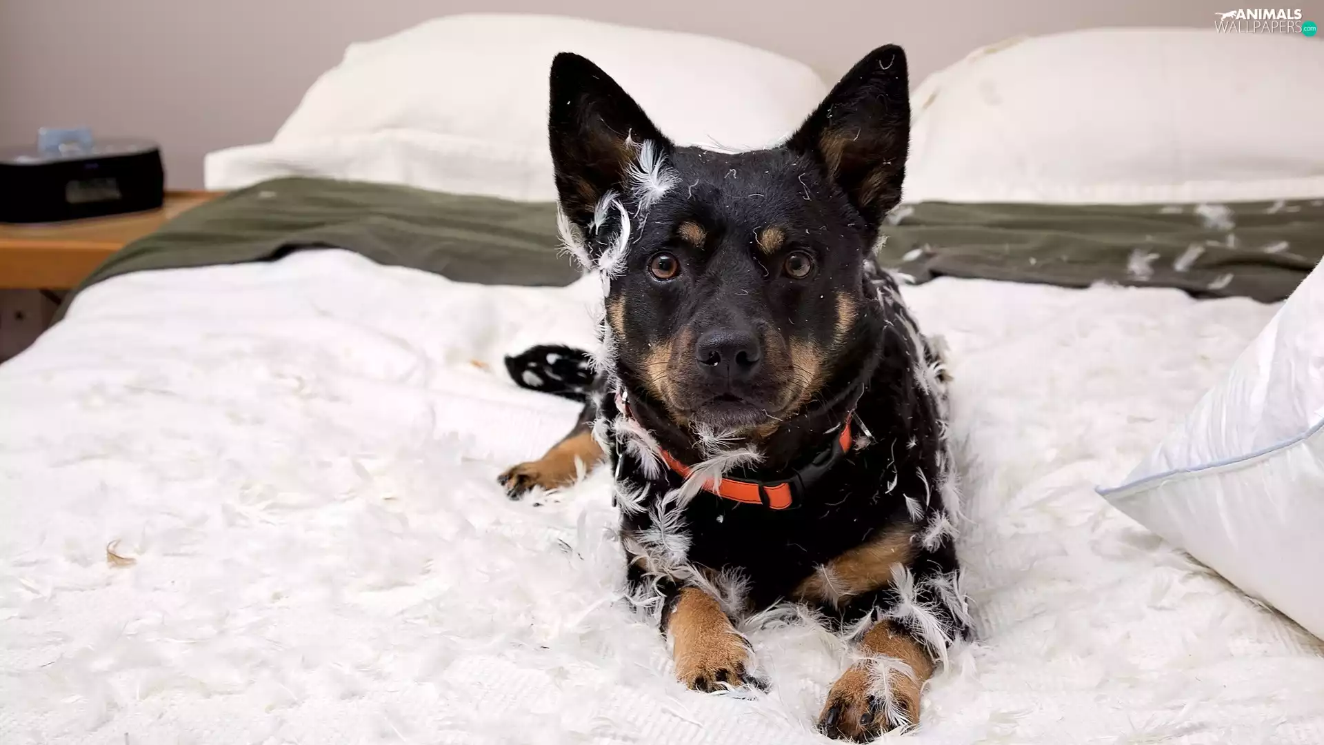 dog, White Bed, dog-collar, feathers
