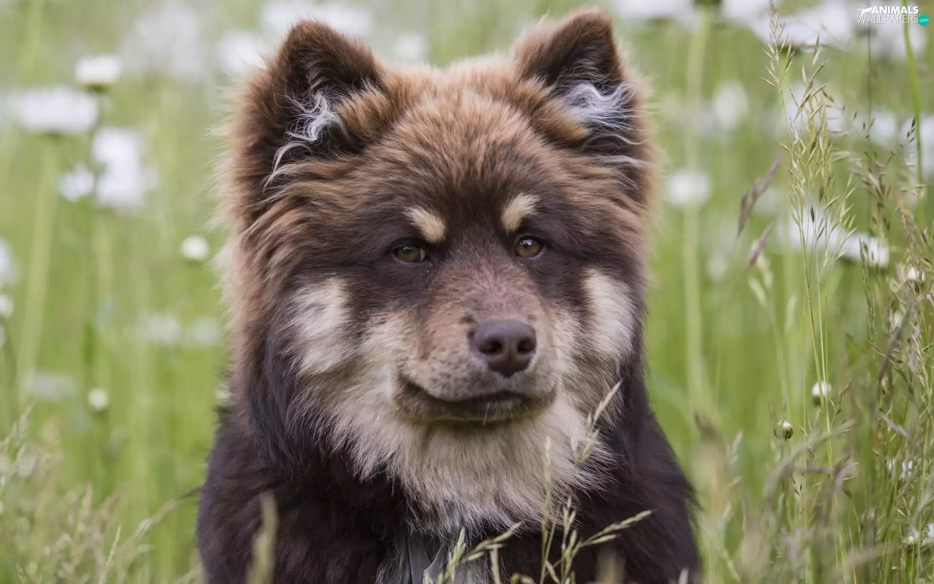 Finnish Lapphund, Meadow, dog