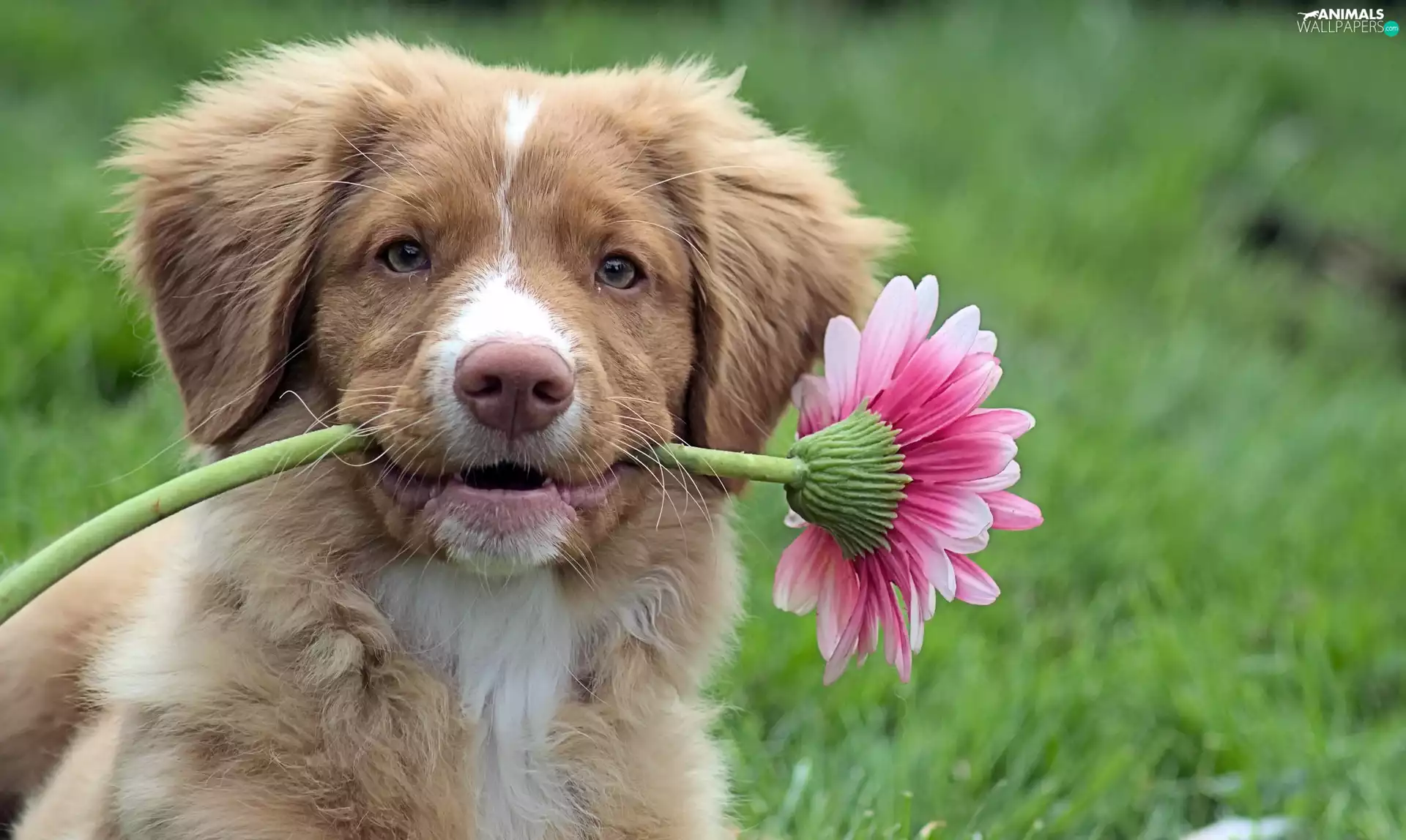 dog, Flower