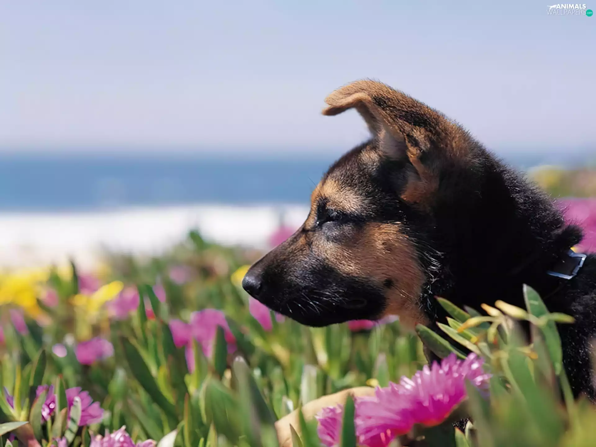 Flowers, small, sheep-dog