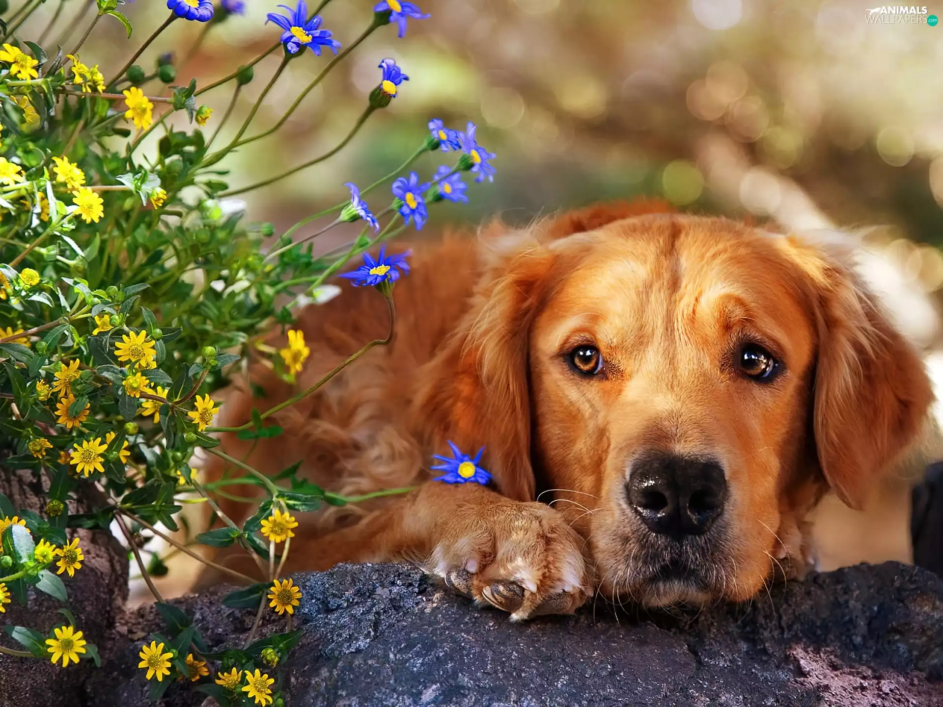 dog, Flowers