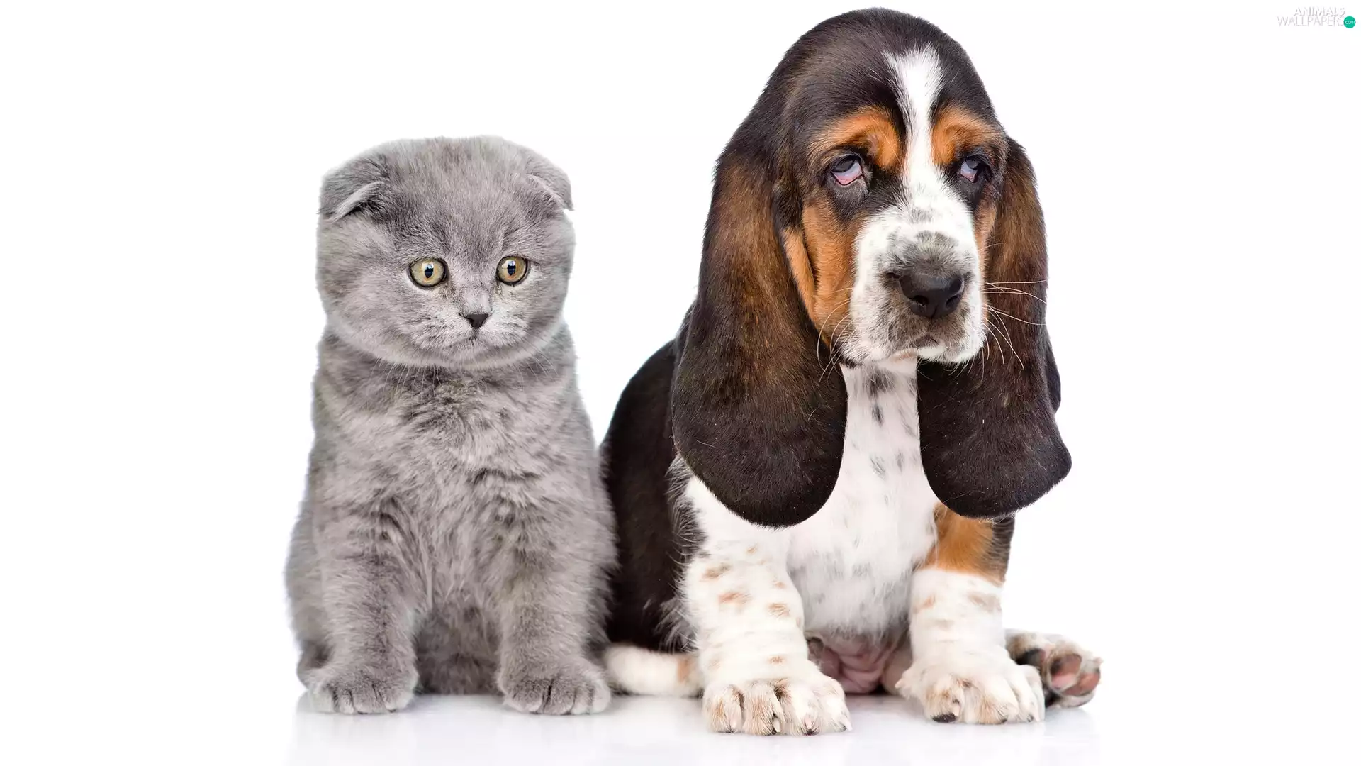 Gray, Scottish Fold Cat, Puppy, Basset Hound, dog