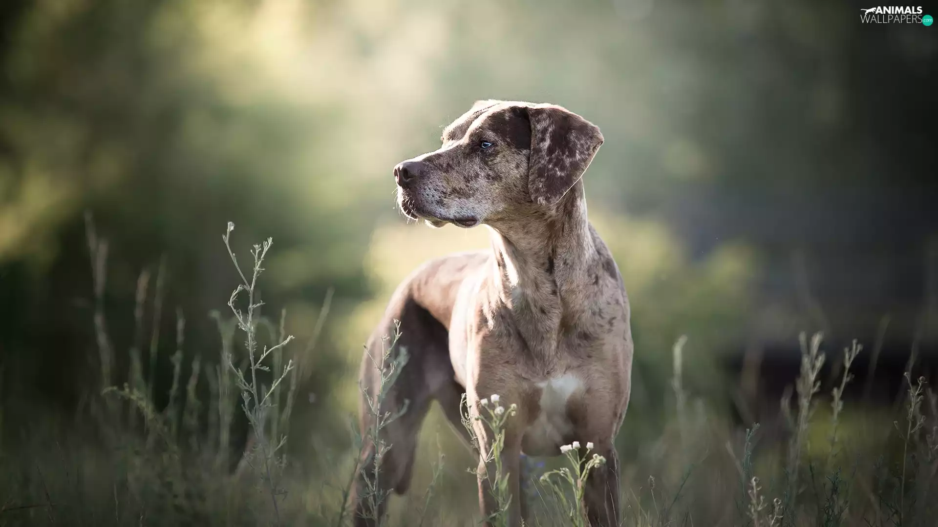Meadow, dog, fuzzy, background, plants, Catahoula Leopard Dog