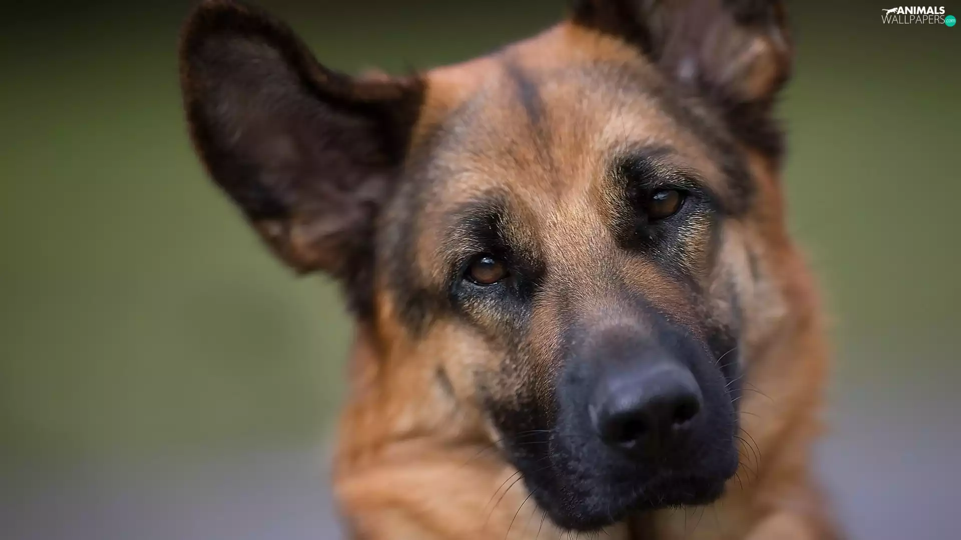 german, dog, sheep-dog
