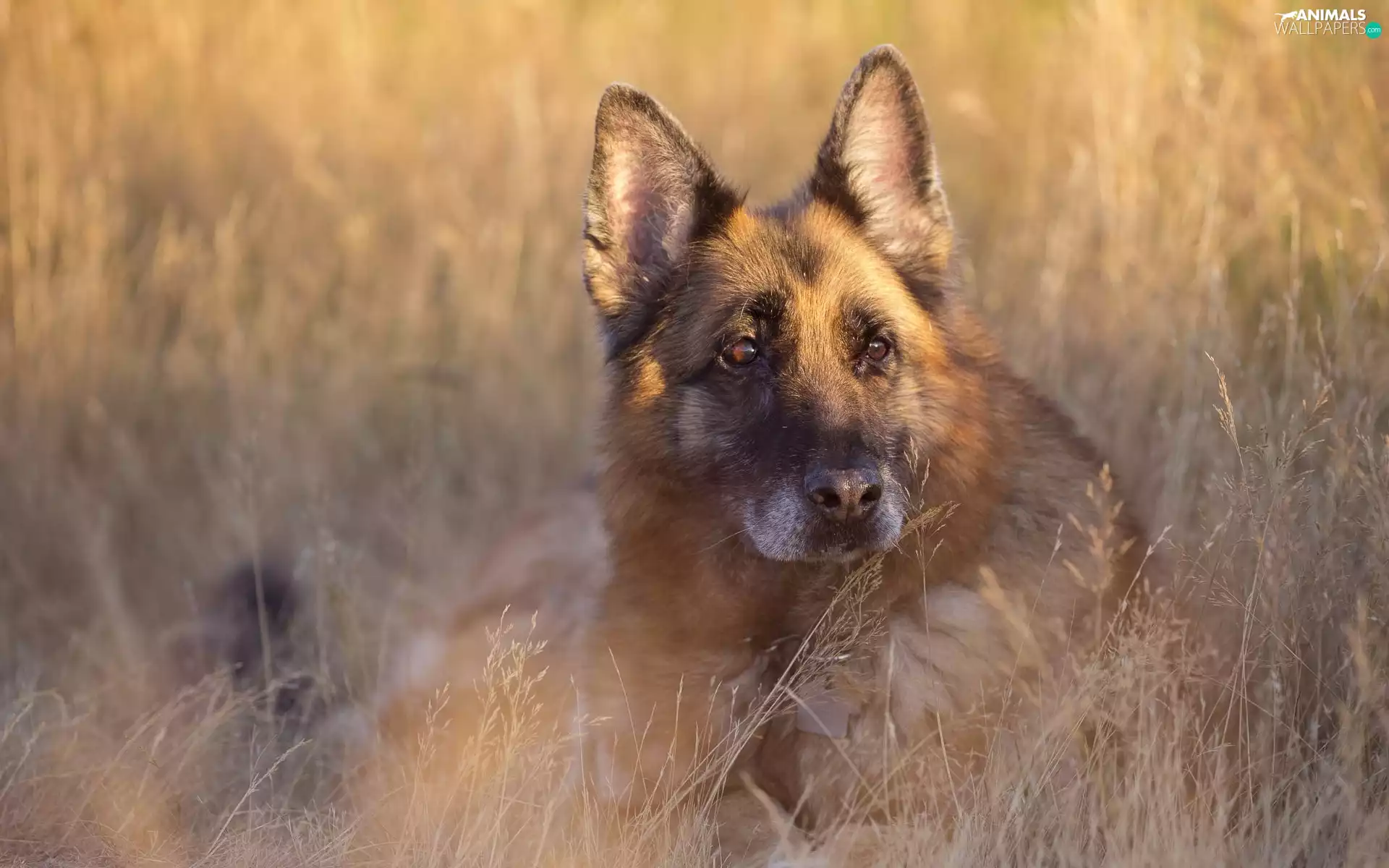 german, dog, sheep-dog