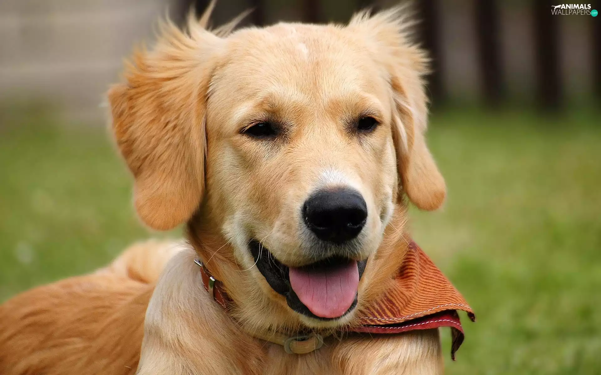 Tounge, Puppy, doggy, dog-collar, ginger