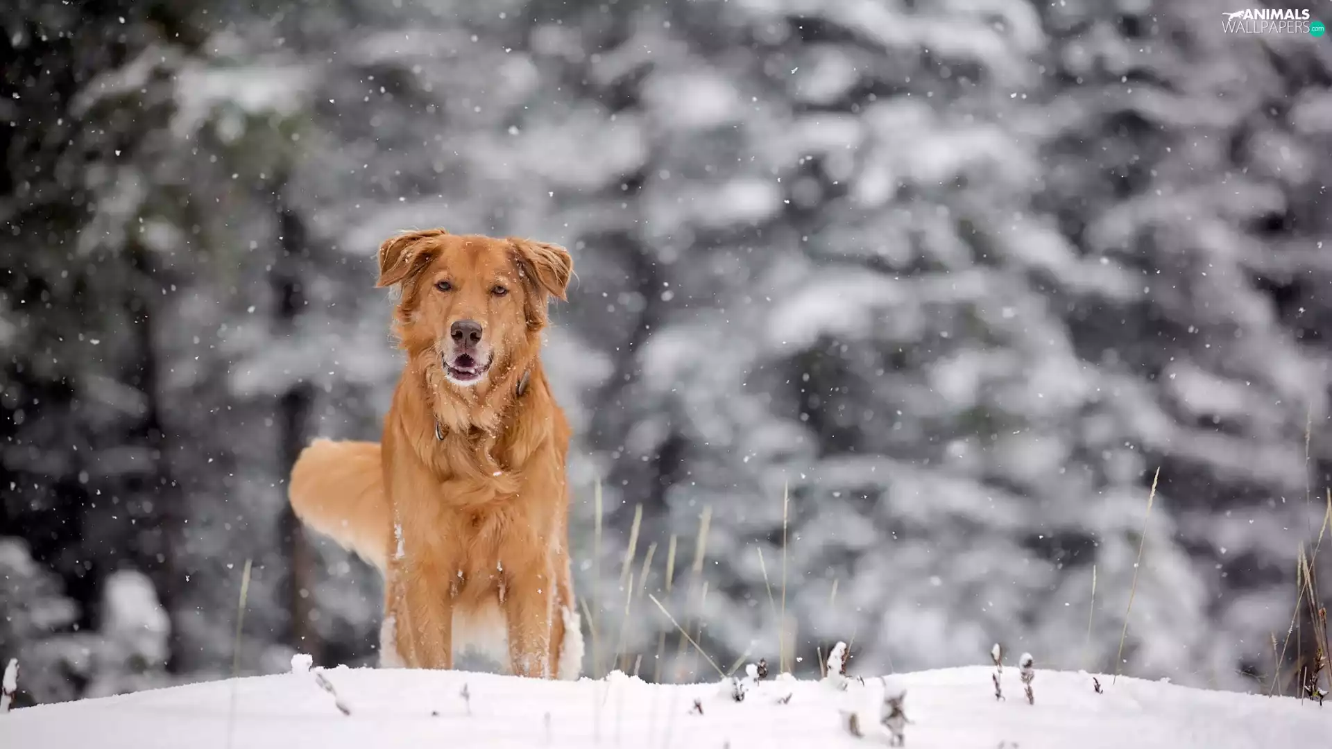ginger, winter, snow, dog