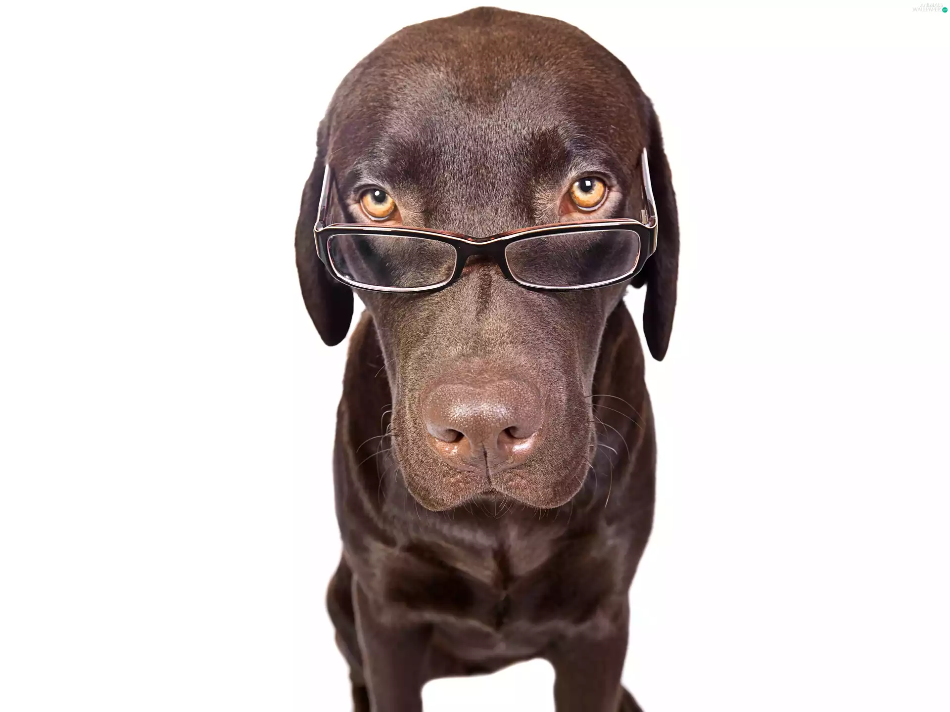 dog, Glasses
