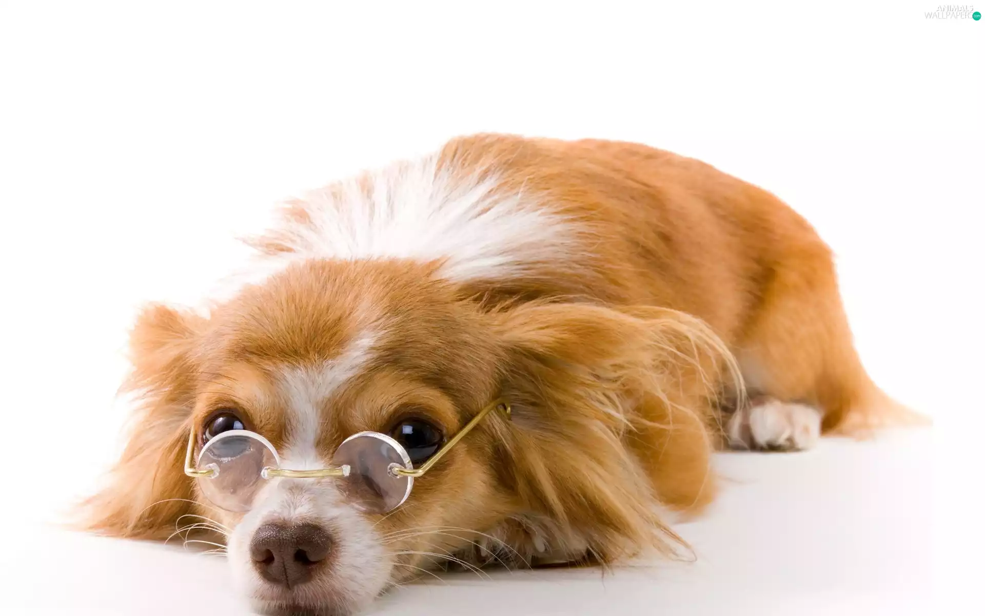 dog, Glasses