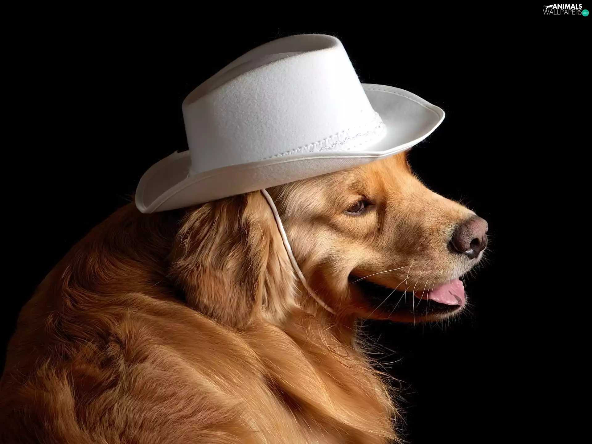 White, dog, Golden Retriever, Hat