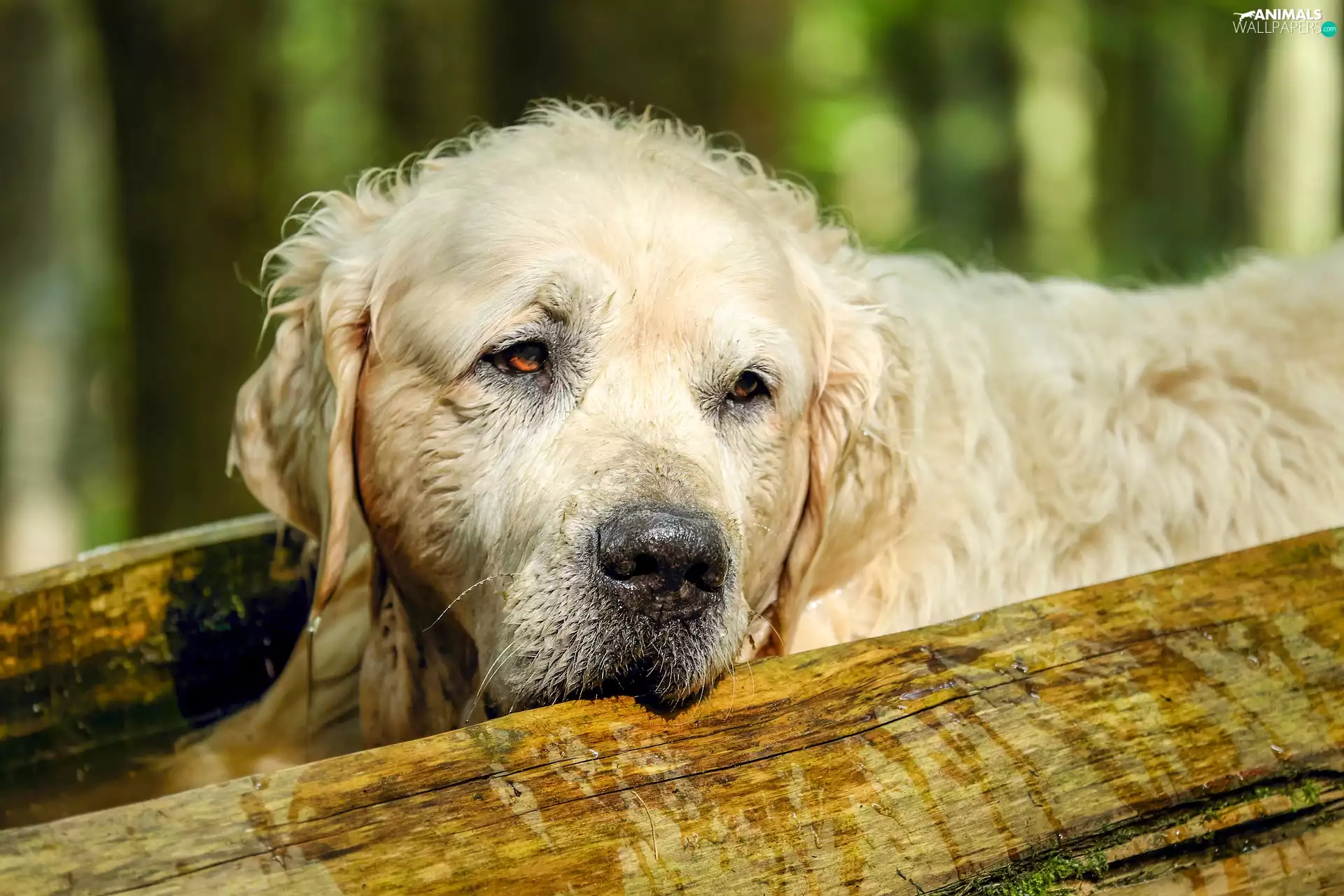 Golden Retriever, sad, dog
