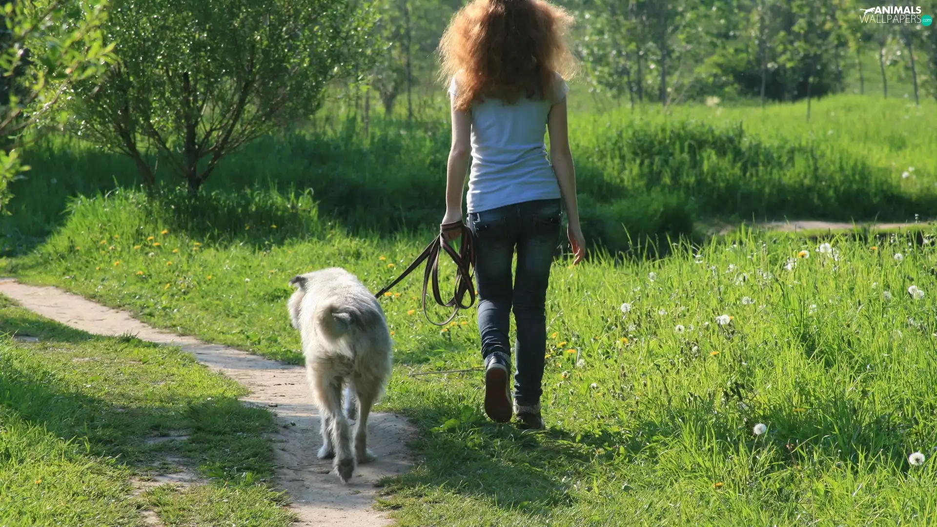 trees, Path, girl, dog, viewes, grass
