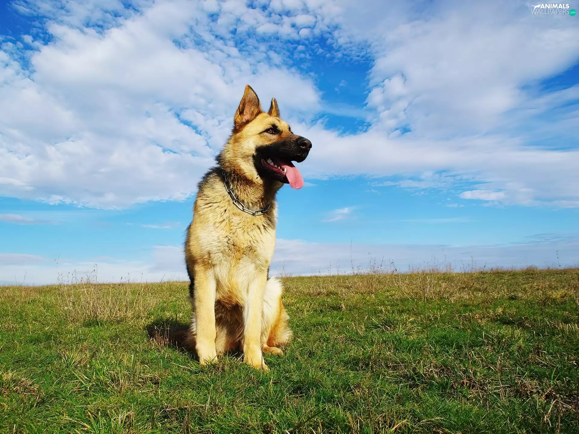 sheep-dog, grass, Sky, Tounge