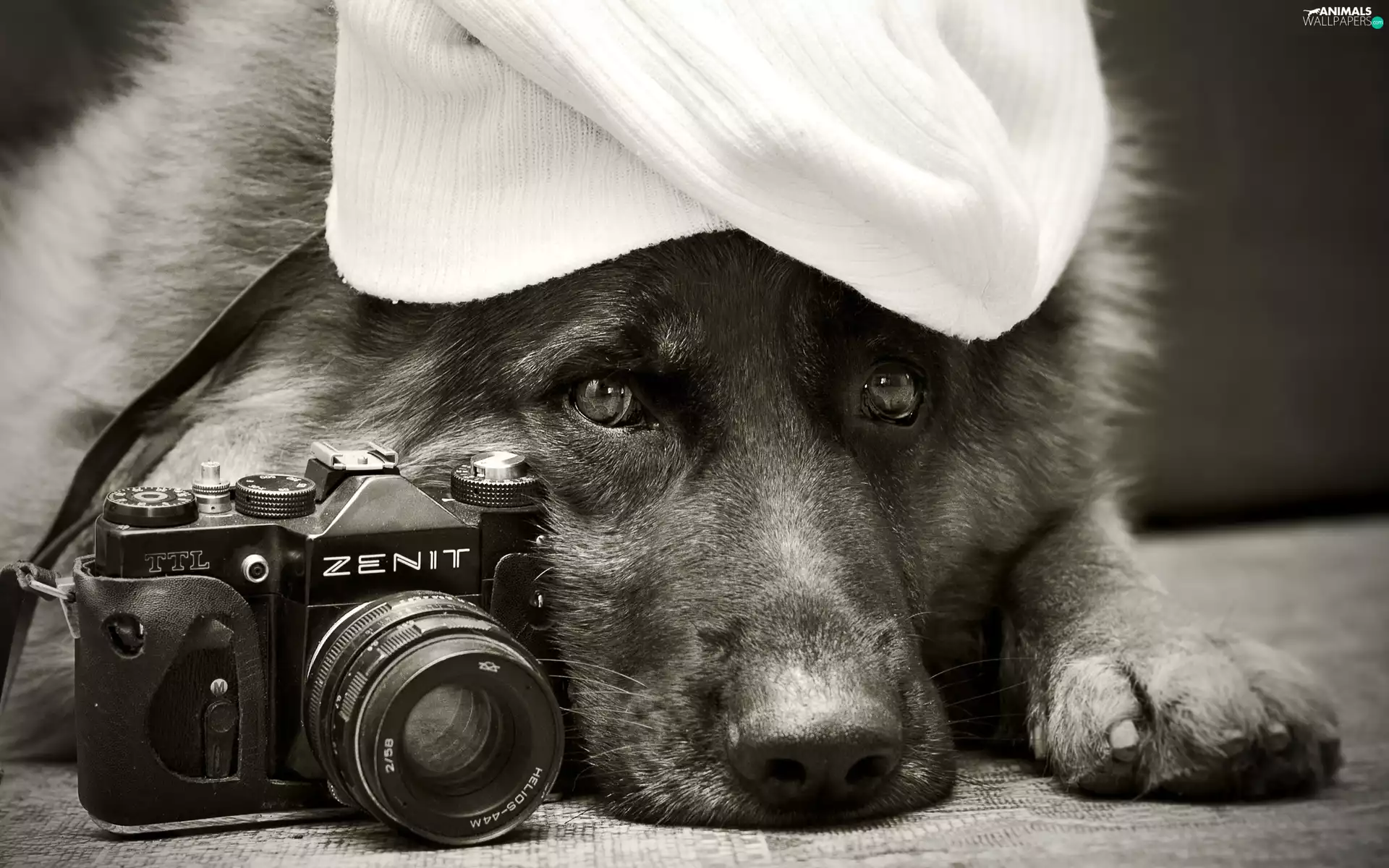 sheep-dog, Hat, Camera, german