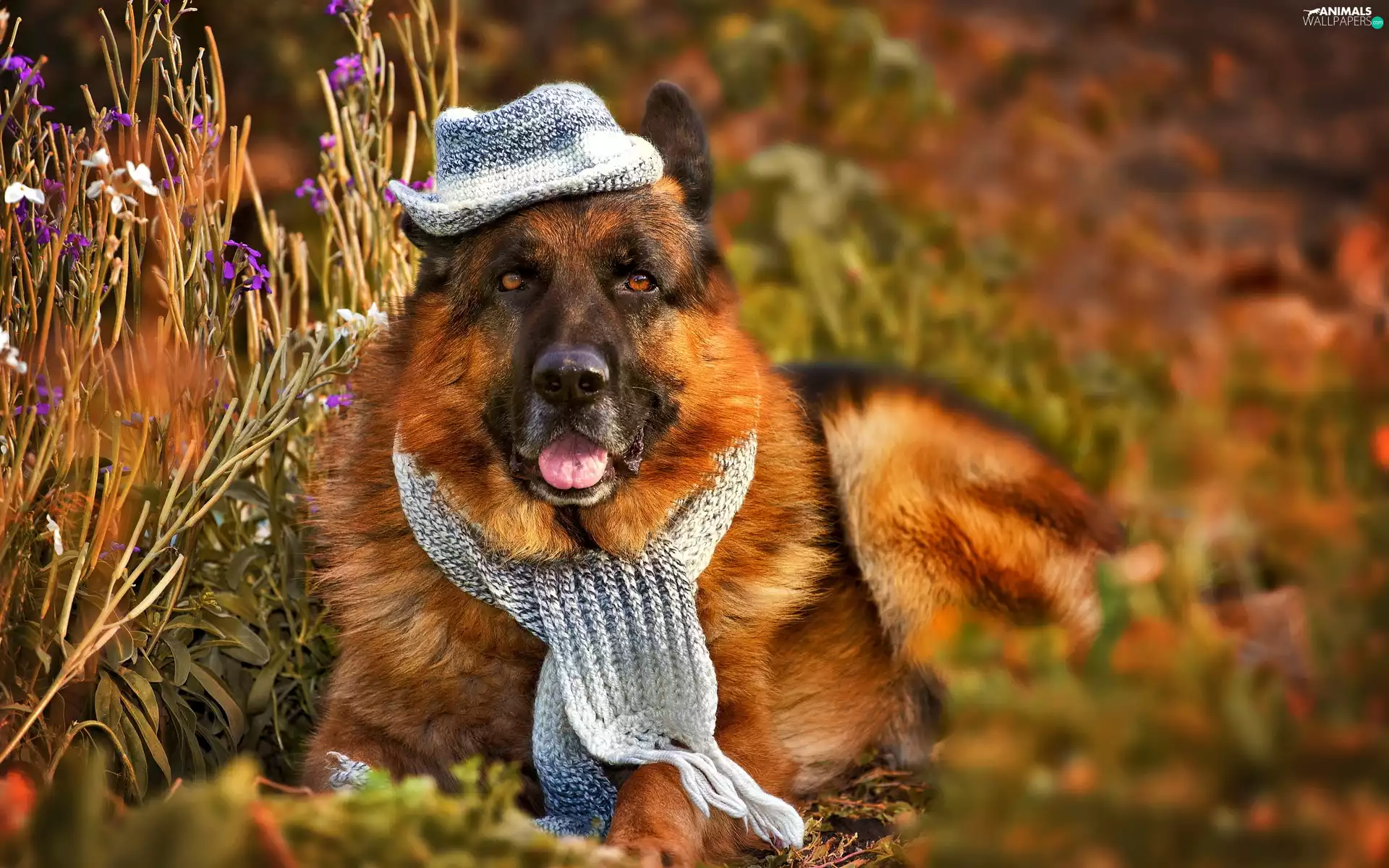 sheep-dog, Hat, Scarf, german