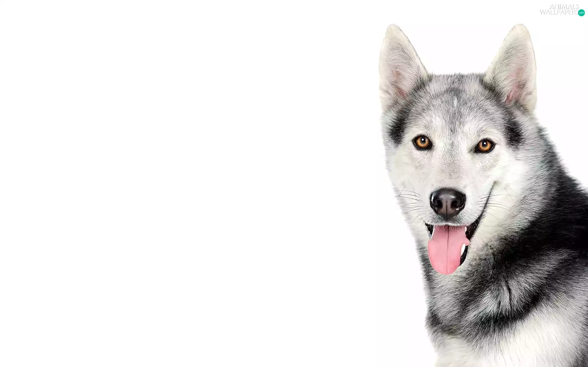 dog, Siberian Husky