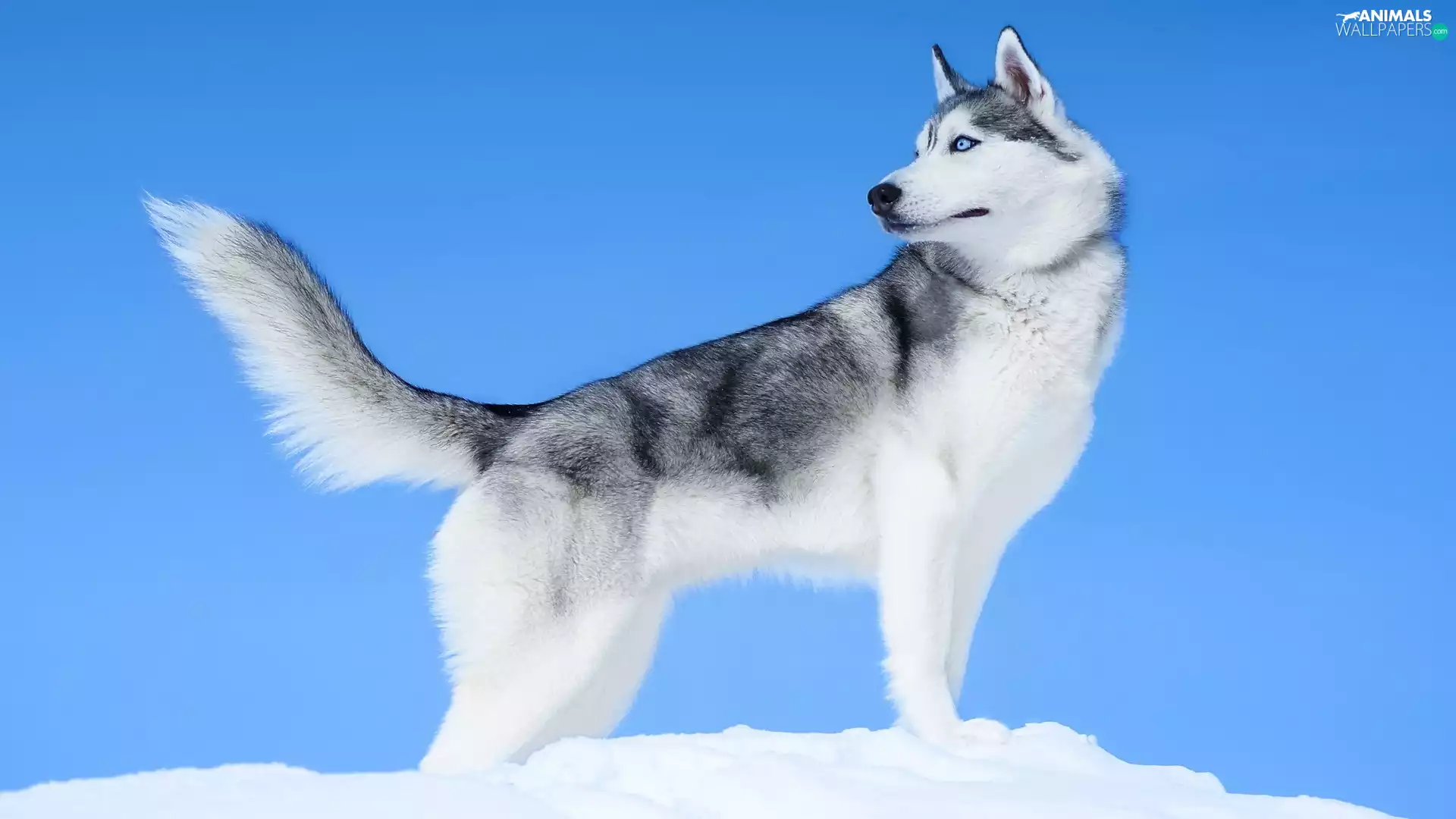dog, Siberian Husky