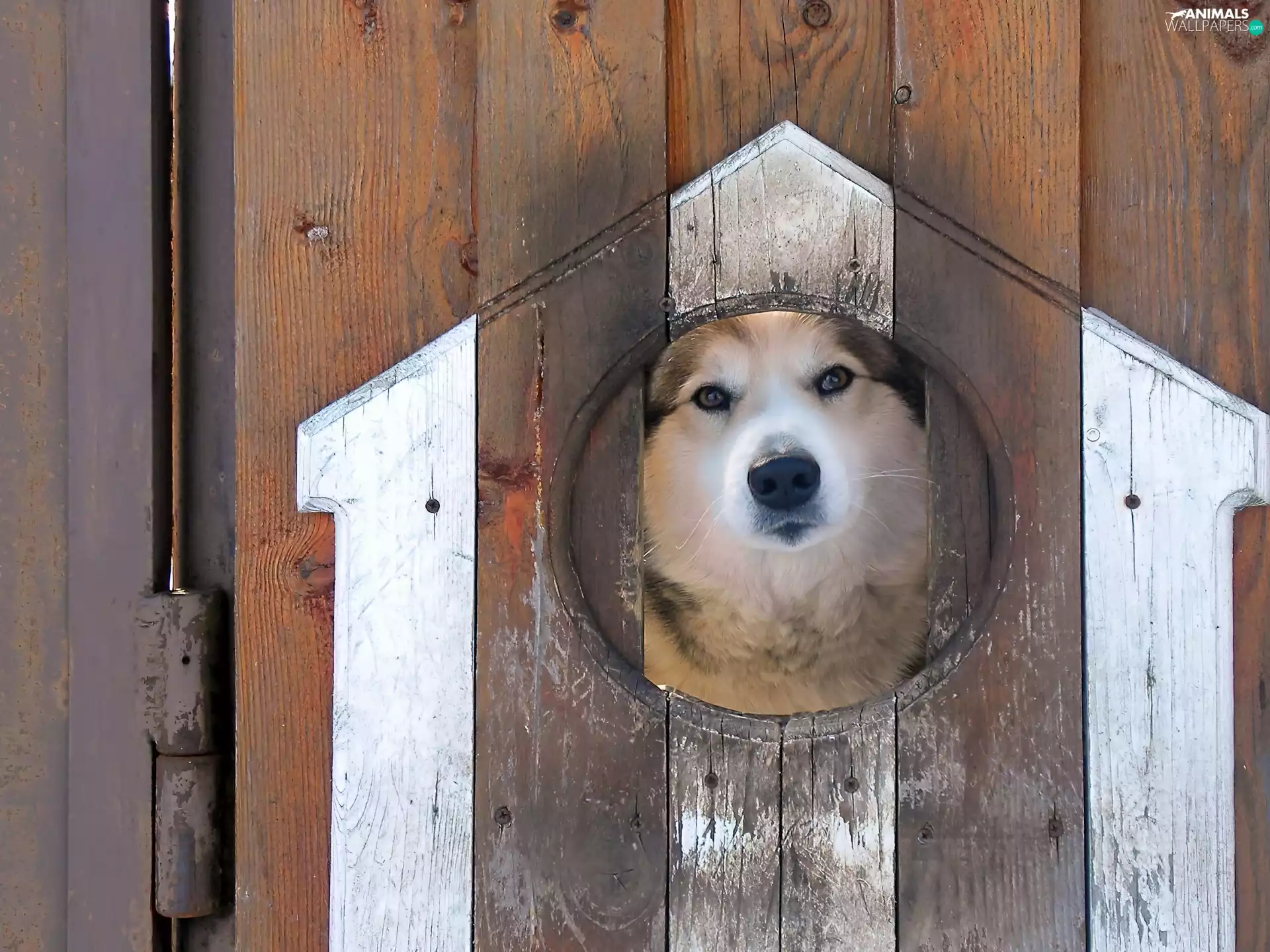 dog, hut