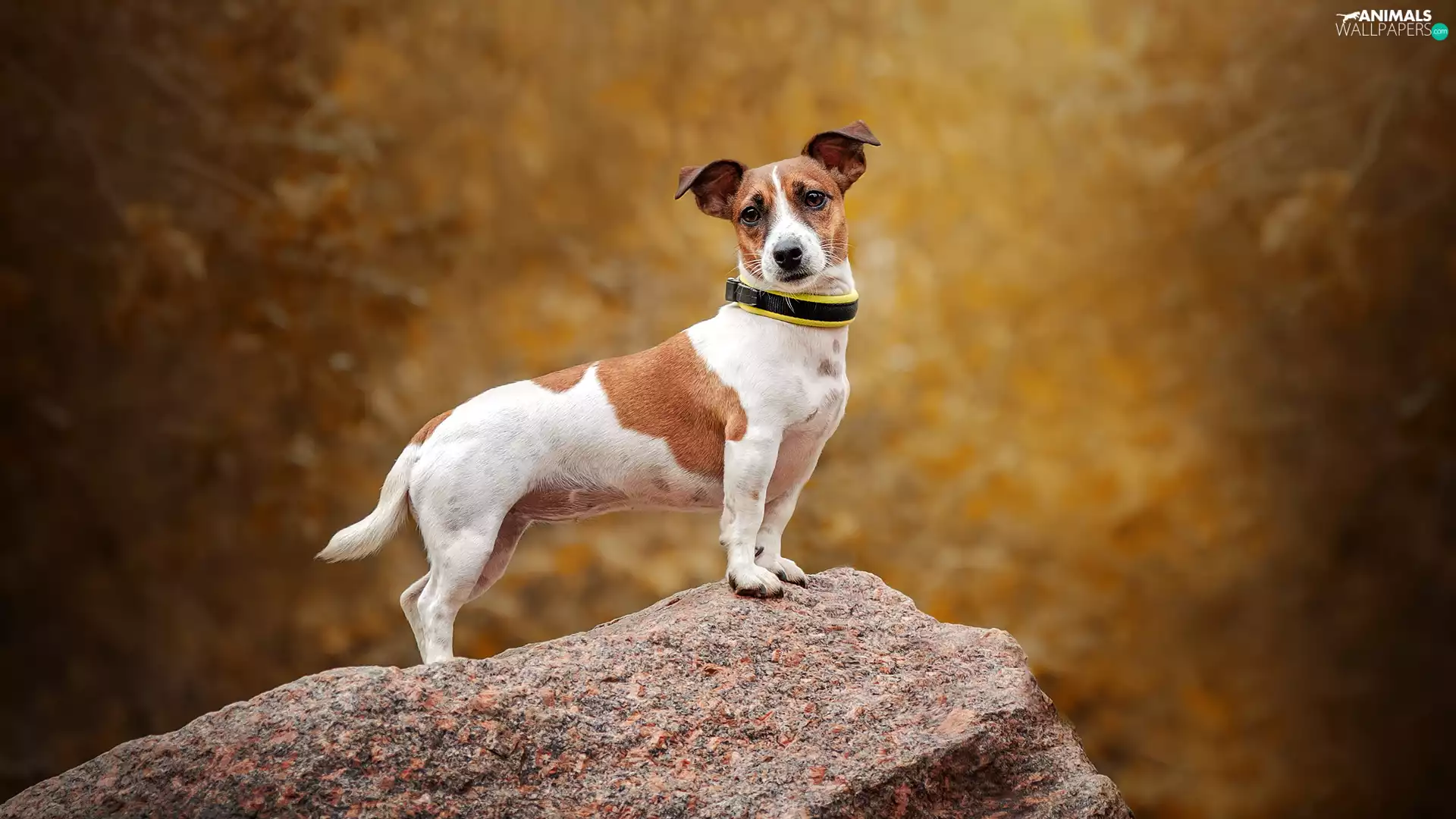 Rocks, dog, Jack Russell Terier
