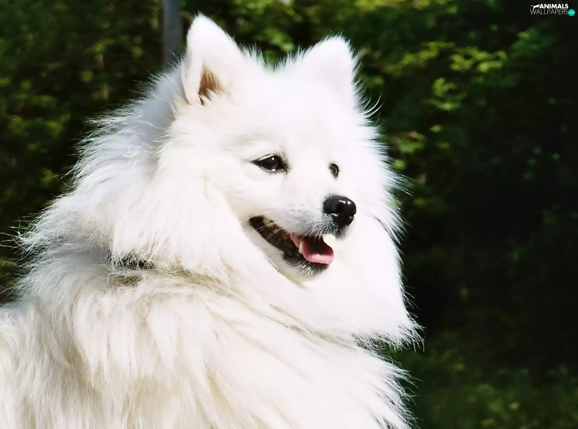 Japanese Spitz, white, dog