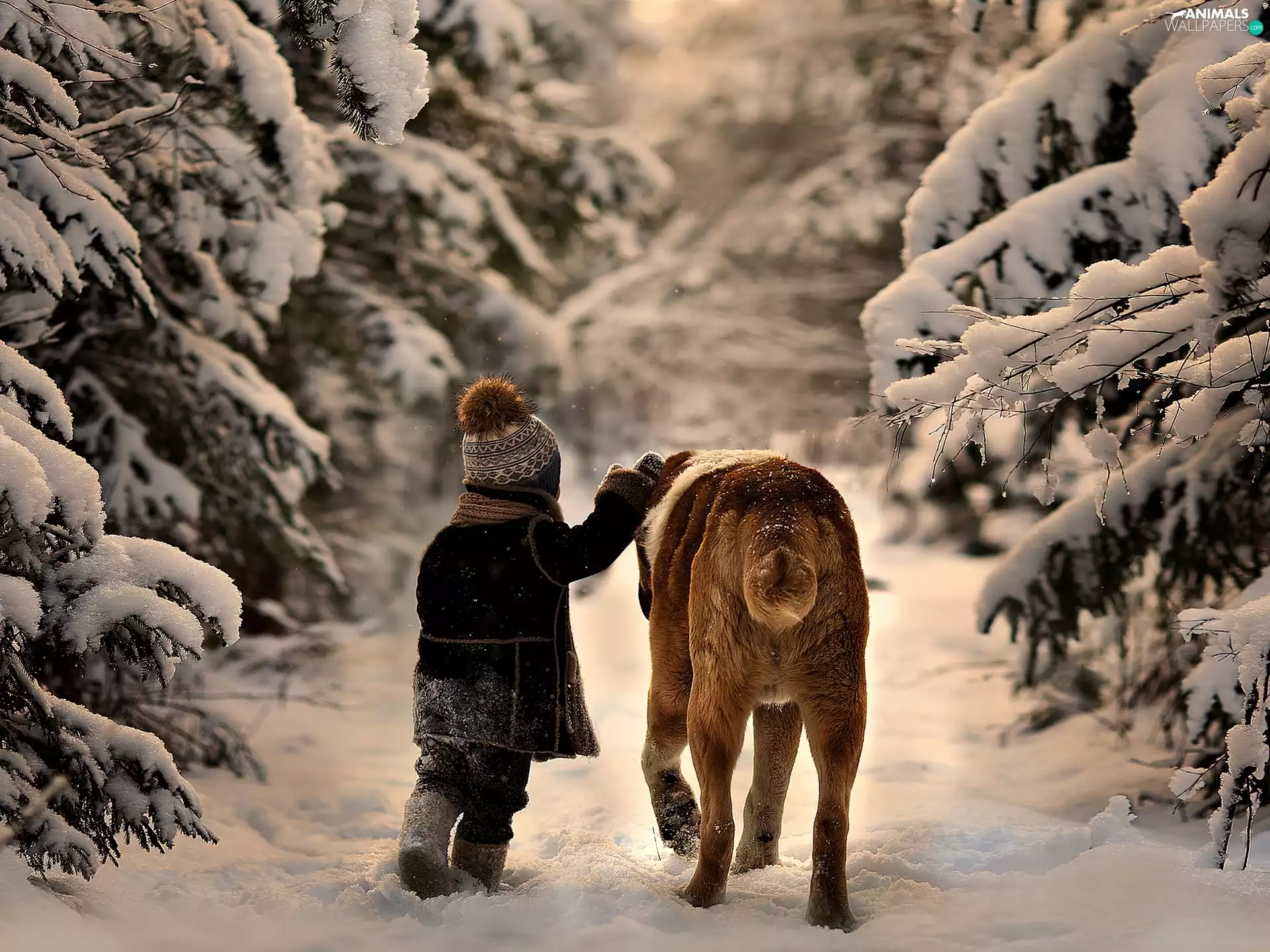 Kid, forest, Way, dog