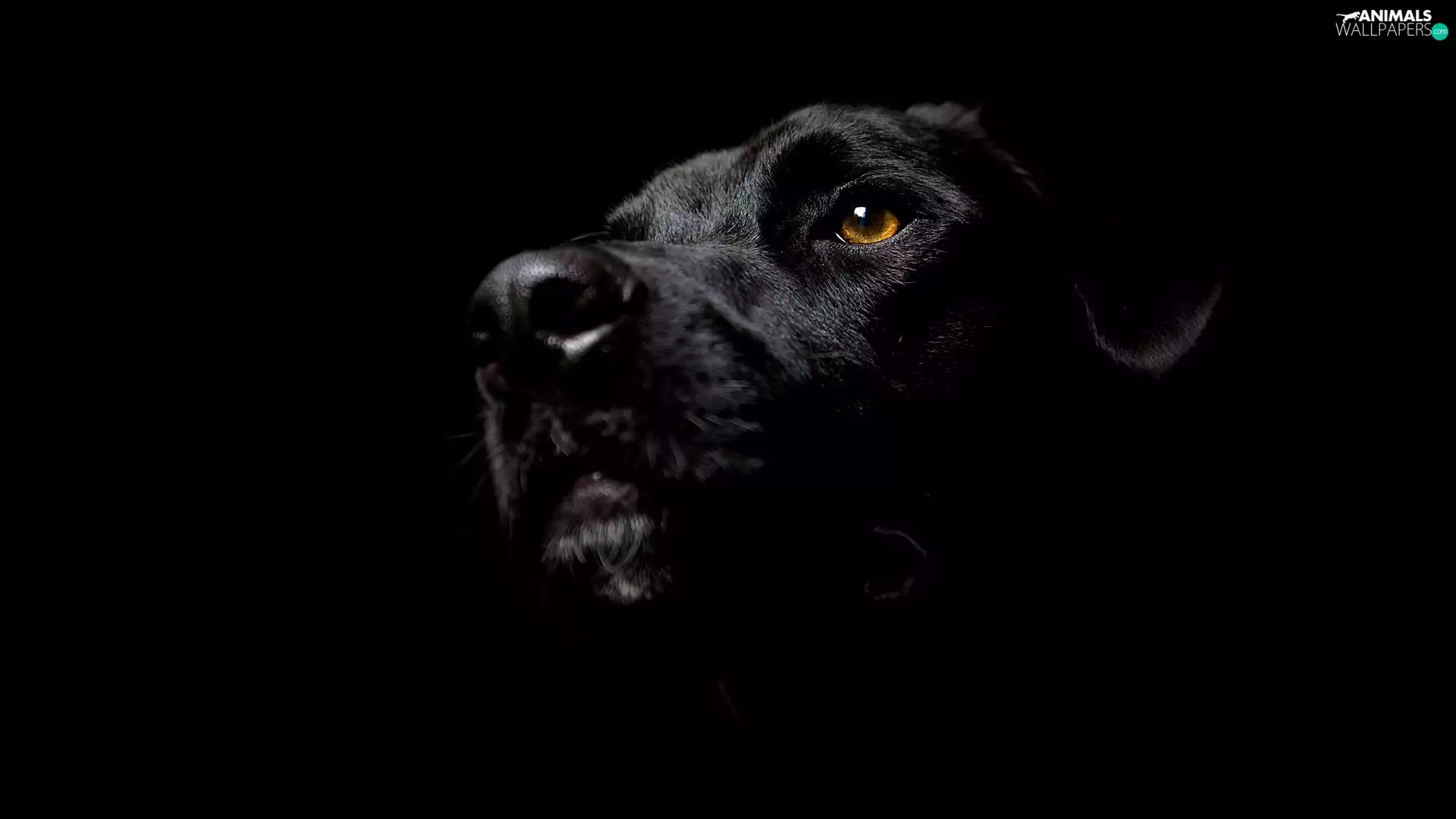 Labrador Retriever, Black, dog