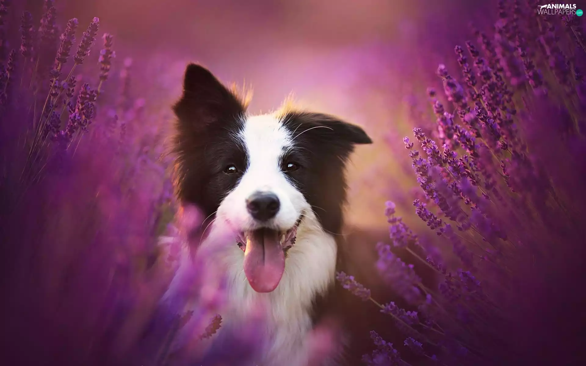 dog, lavender