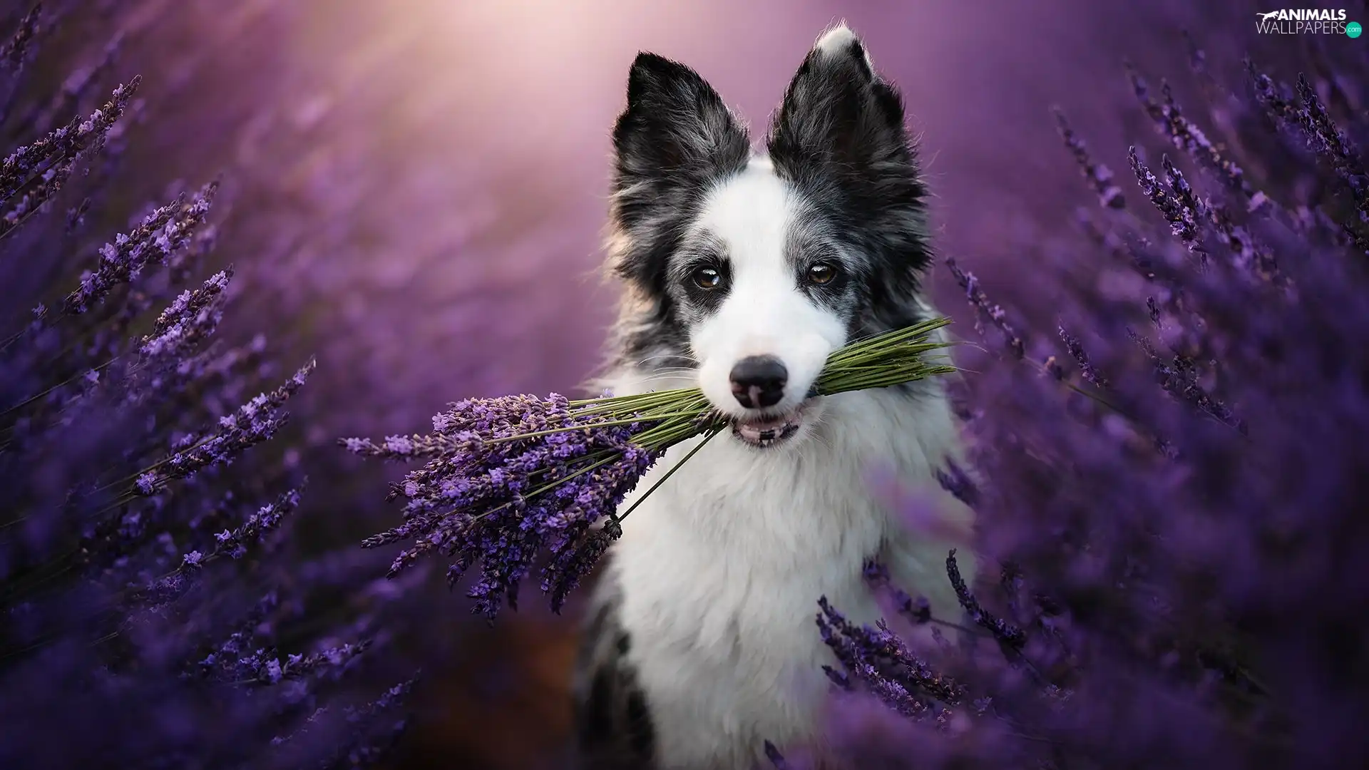 lavender, Border Collie, dog