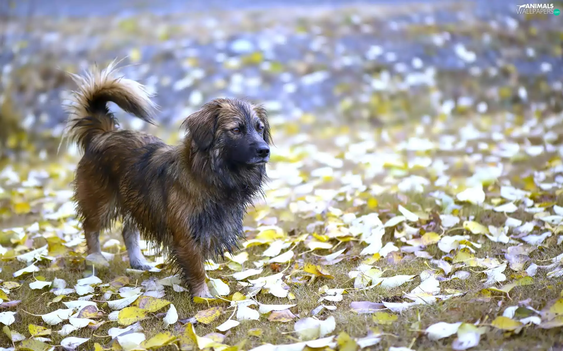 dog, Leaf