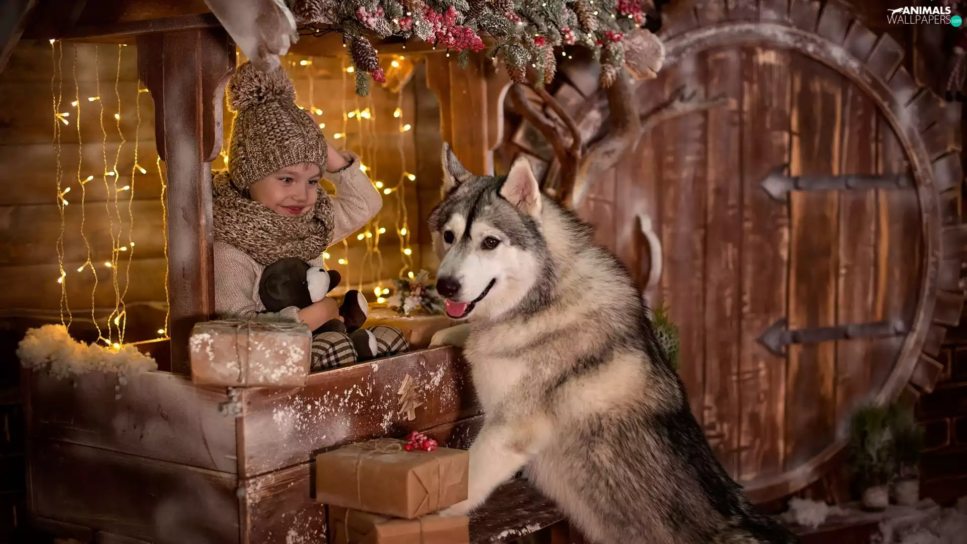 festively decorated, lights, dog, Siberian Husky, Kid