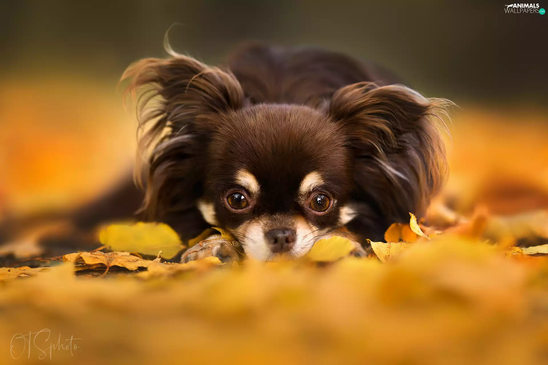 Leaf, dog, Long-haired Chihuahua