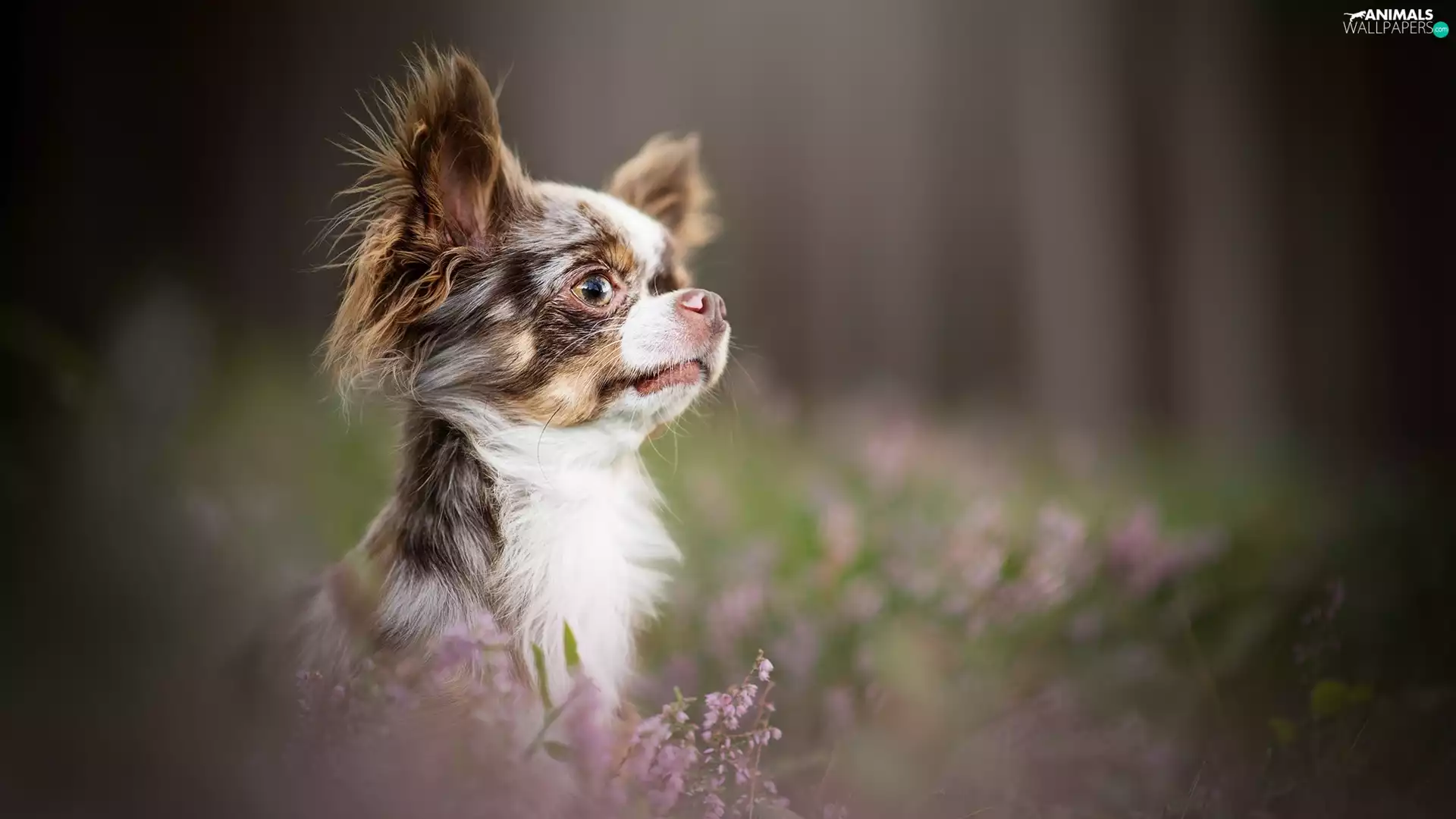 muzzle, dog, Long-haired Chihuahua