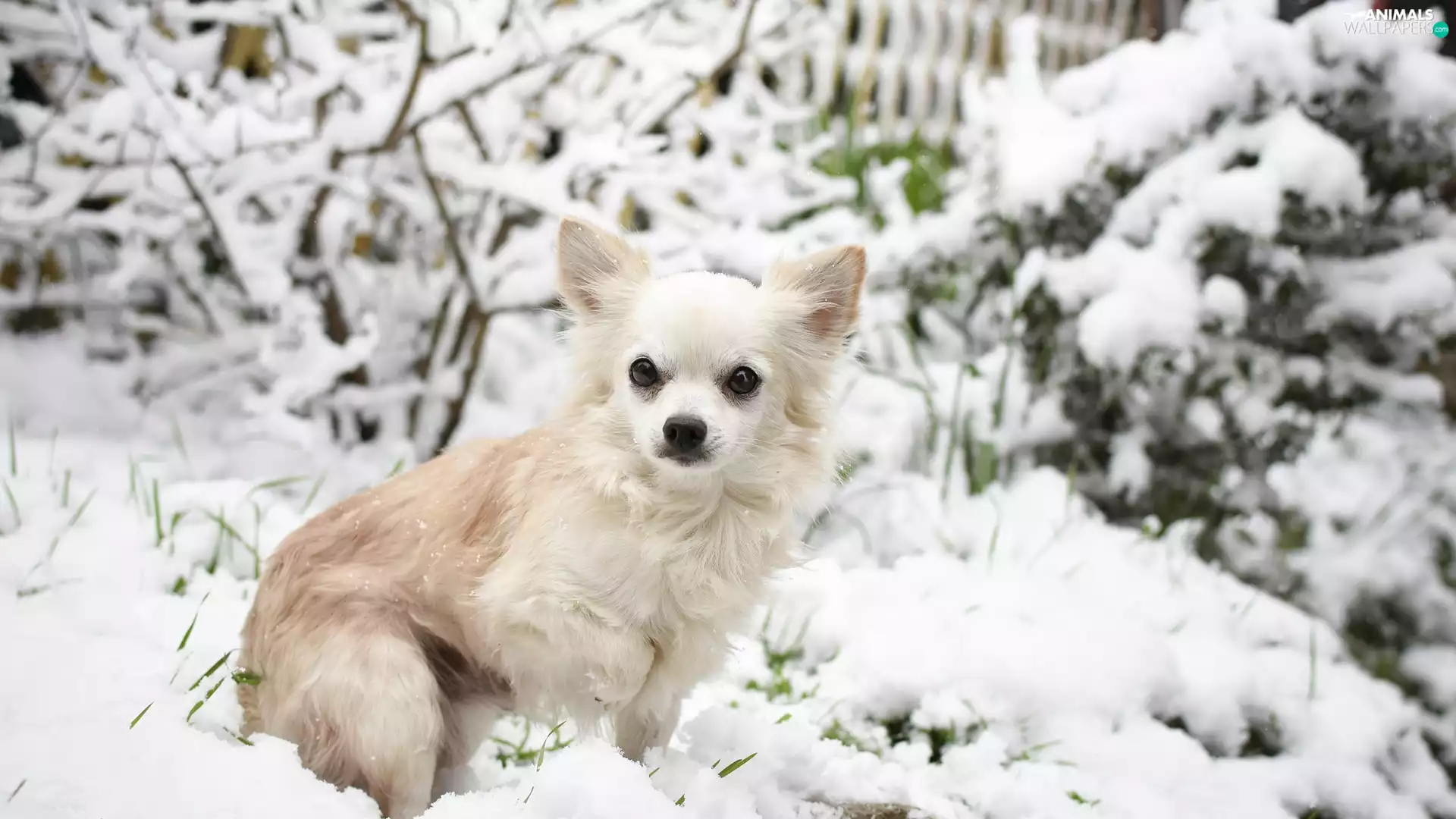 snow, dog, Long-haired Chihuahua