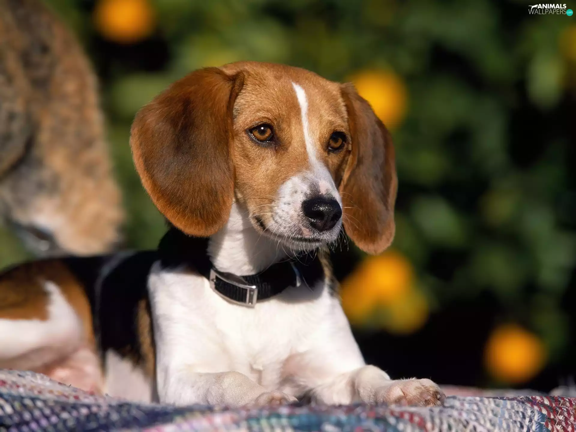 Longs, ears, dog, dog-collar, lying